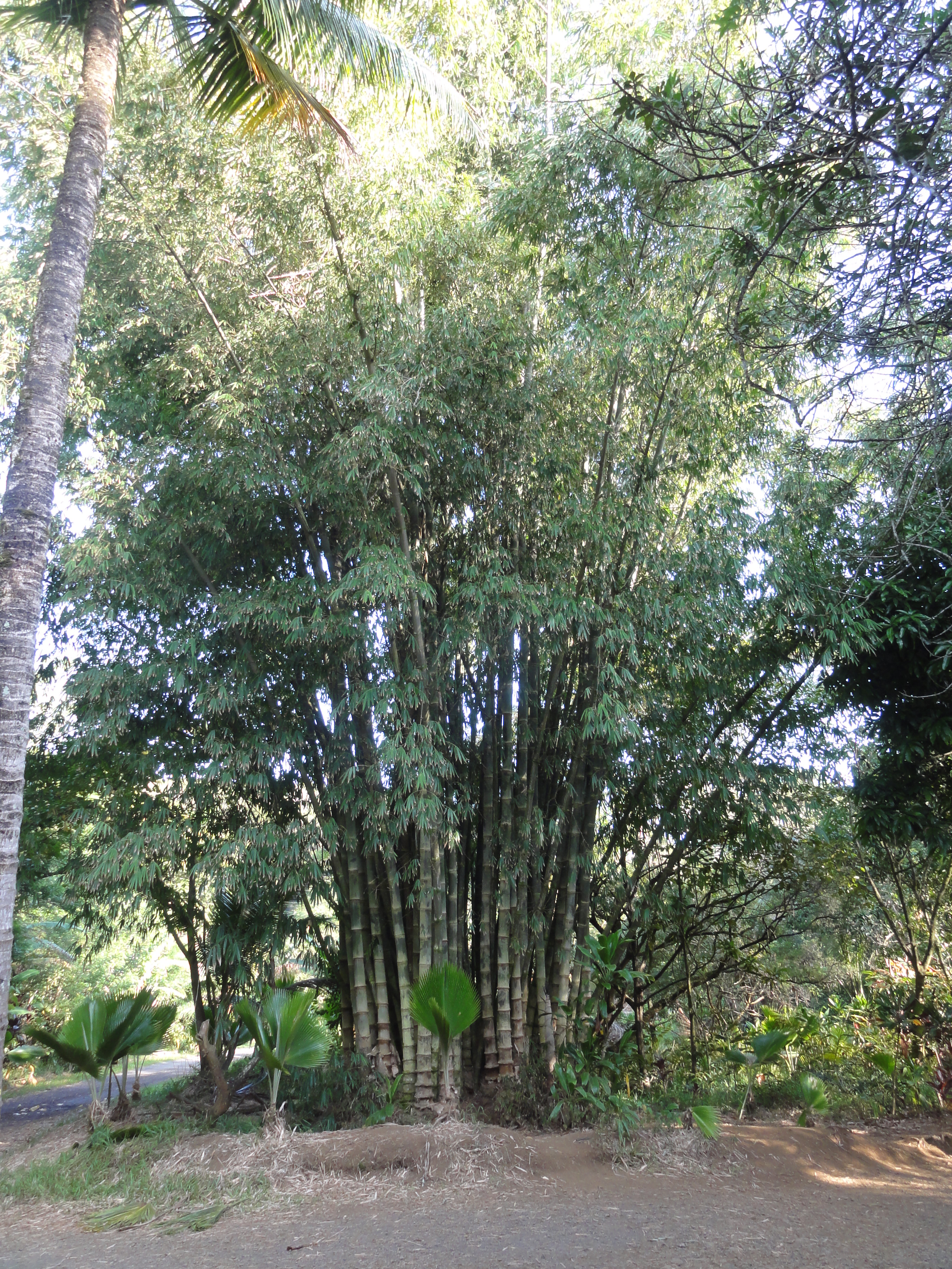 12 Bamboo