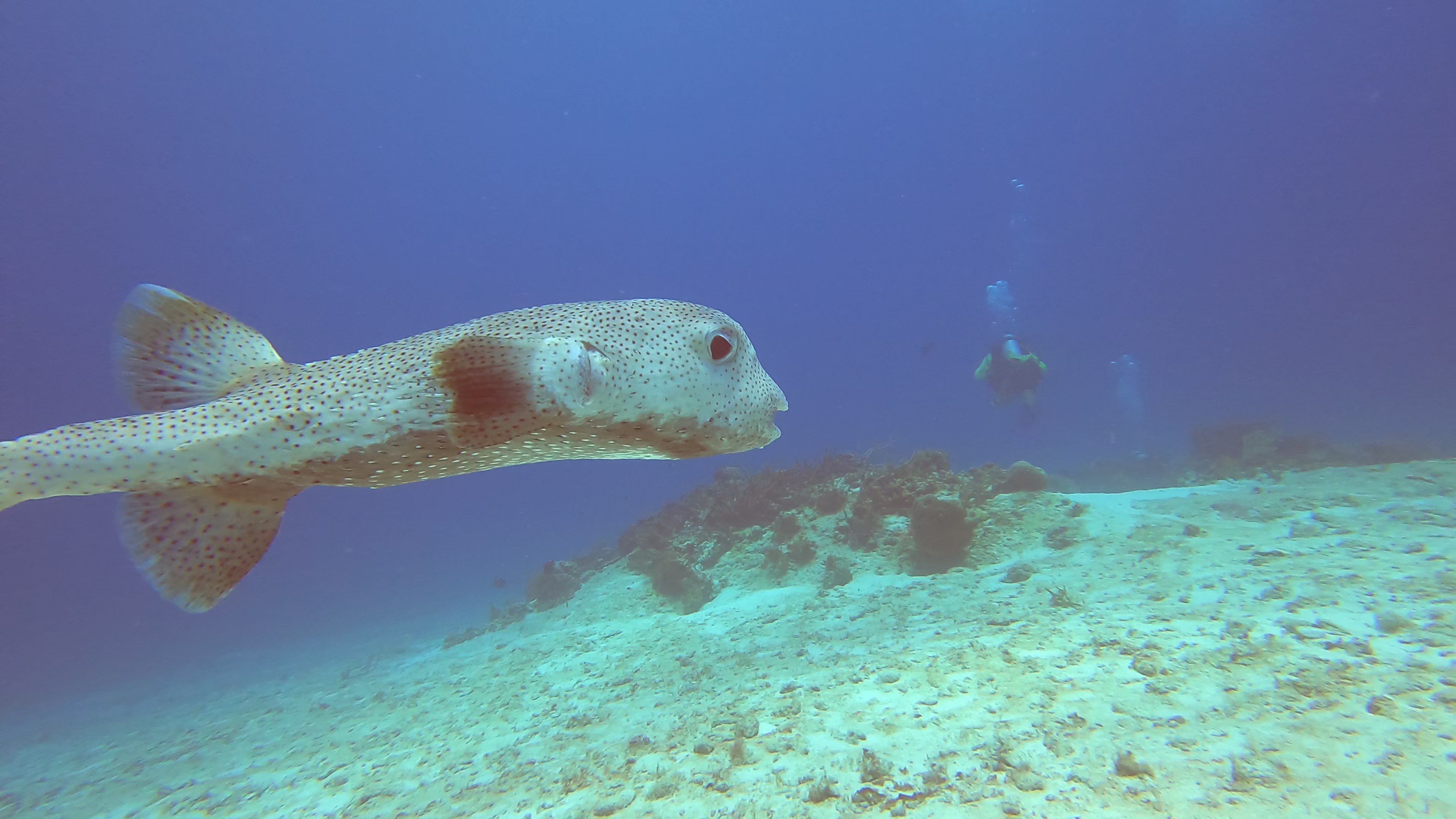 14 - giant predator Puffer