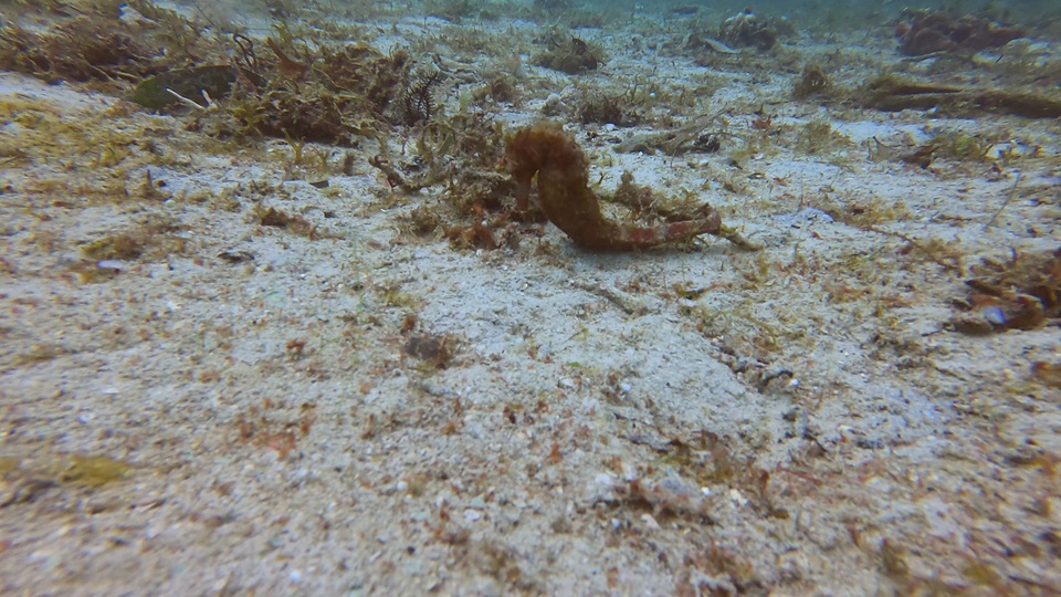 16 - Seahorse out in the open
