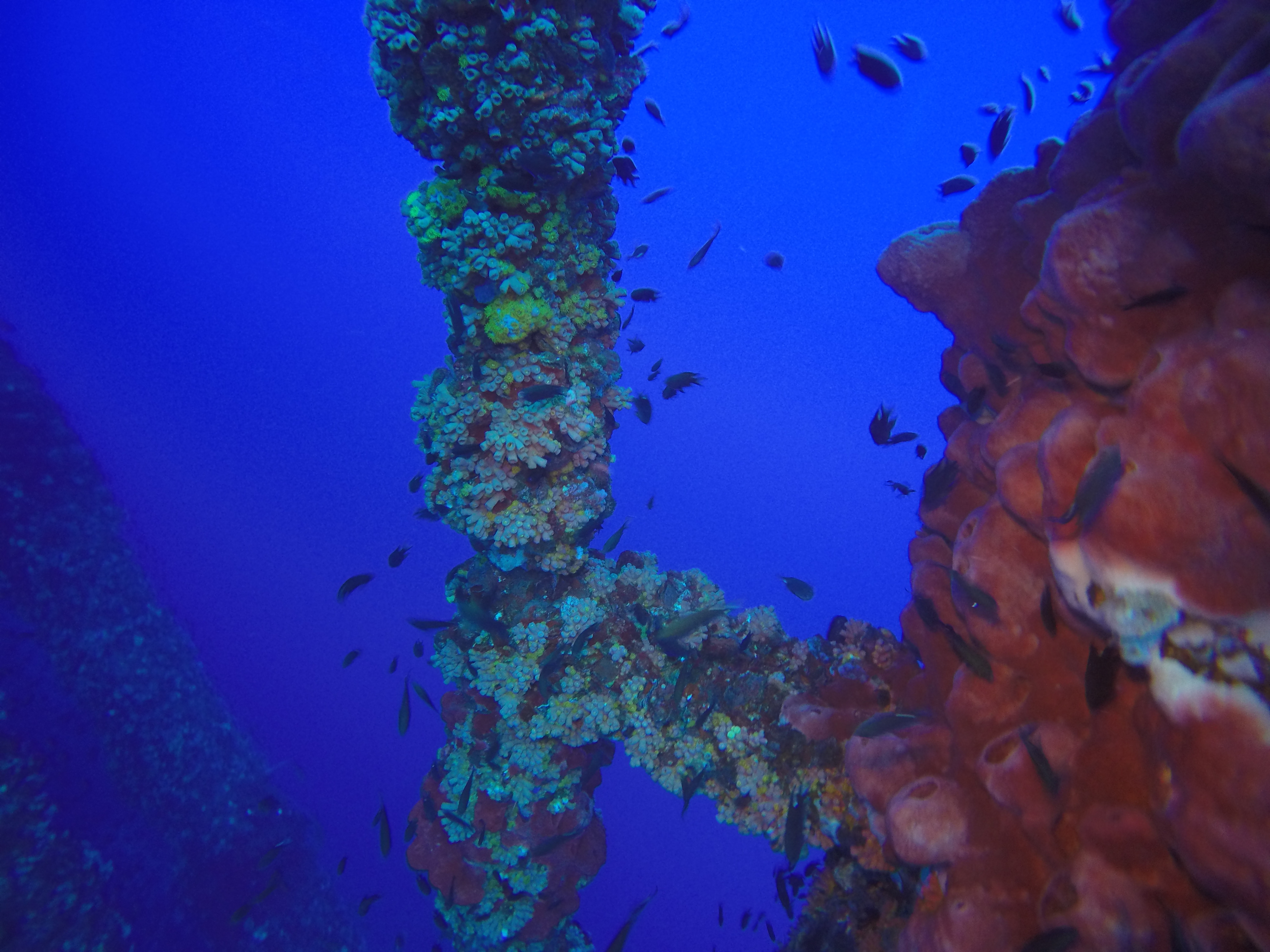 17 - HI 376B growth on structure.JPG