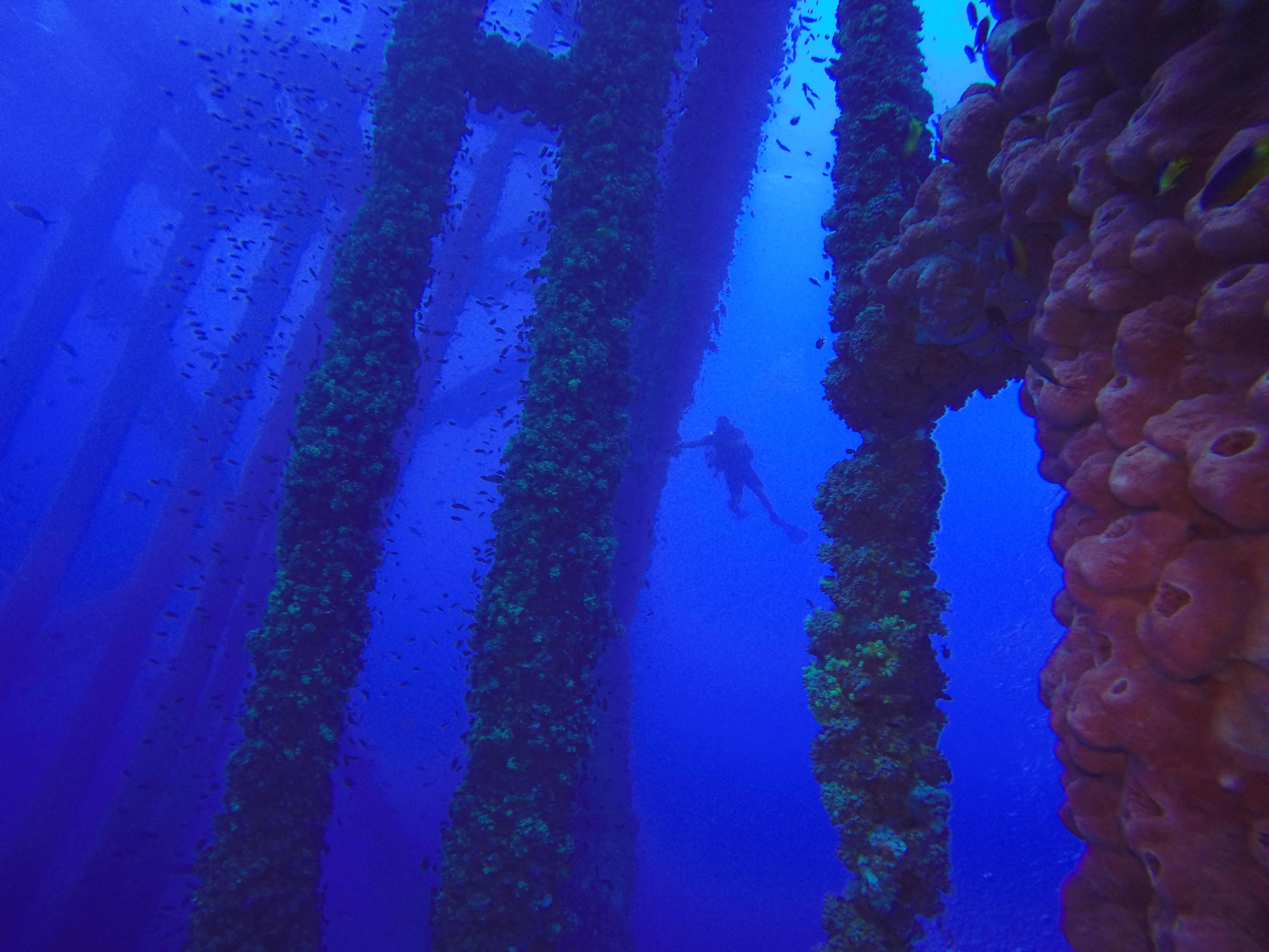 18 - Diver on HI 376B.JPG