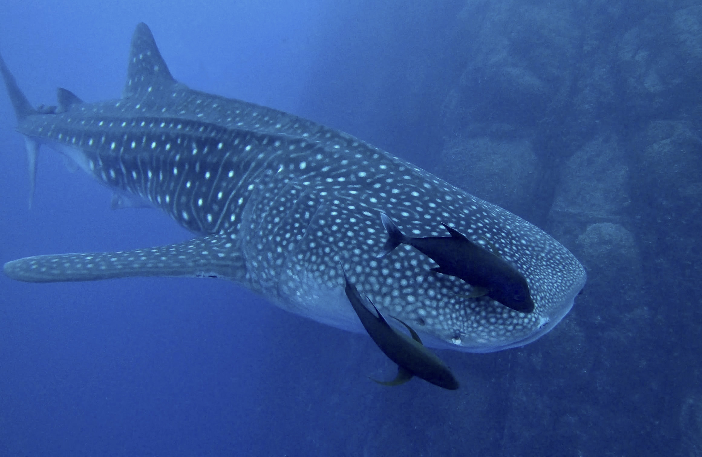 18-gwndwn-whaleshark.jpg