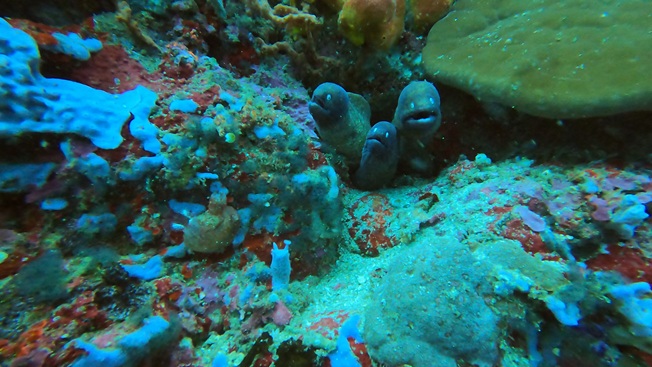 18 - Three juvenile Morays