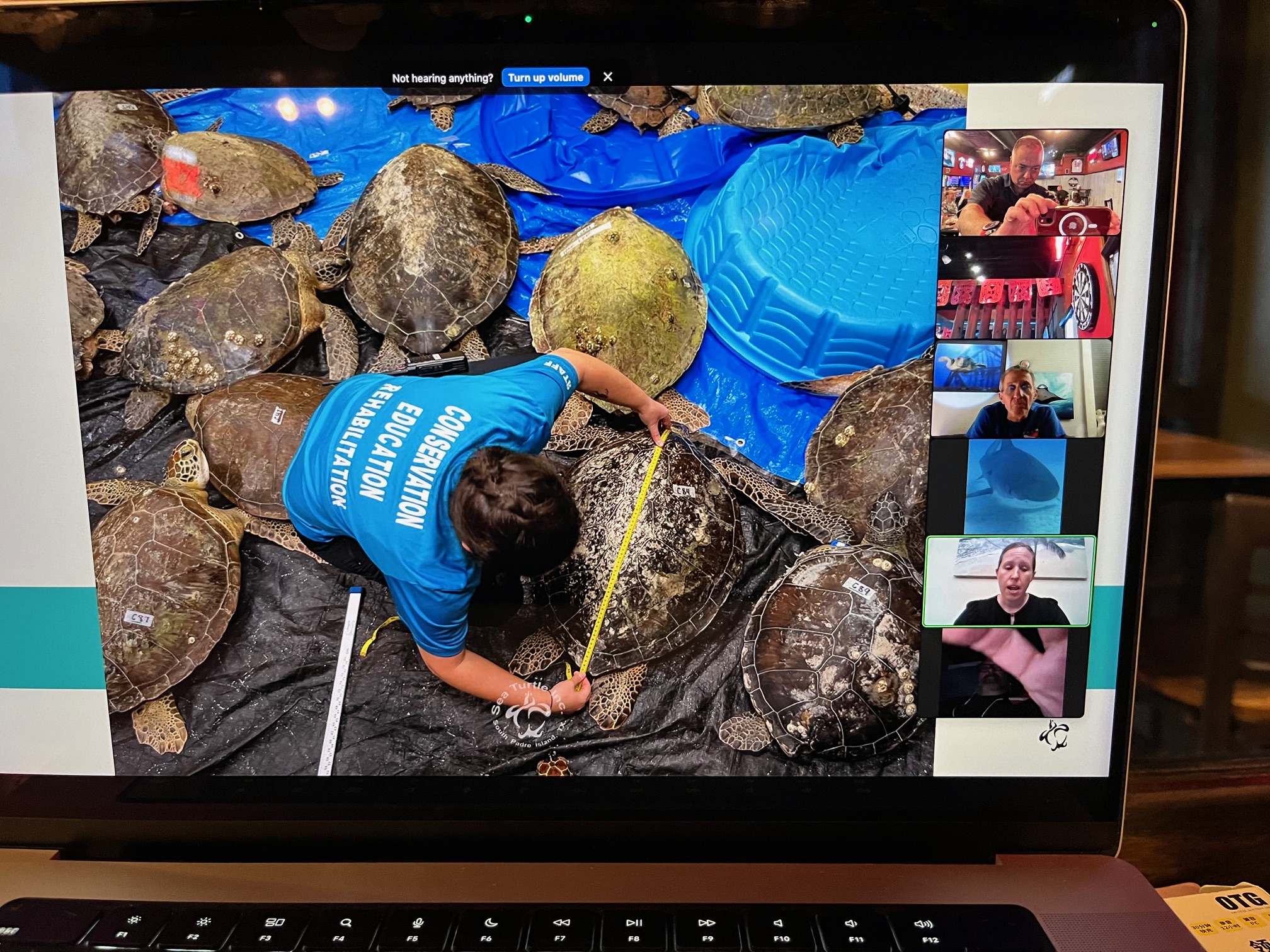 2 (April) - Turtle Cold Snap Recovery