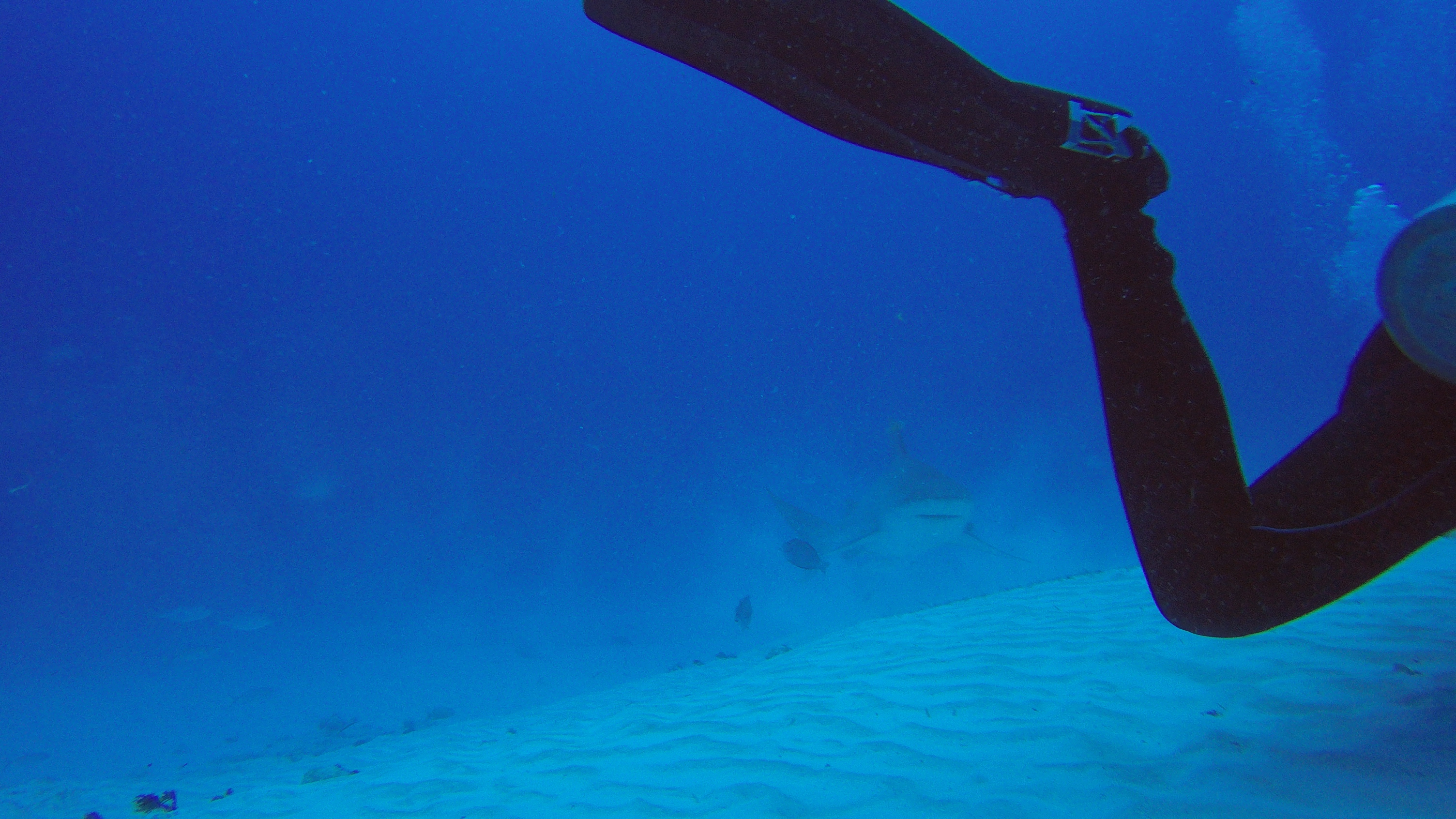 2 - Bullshark And Leg