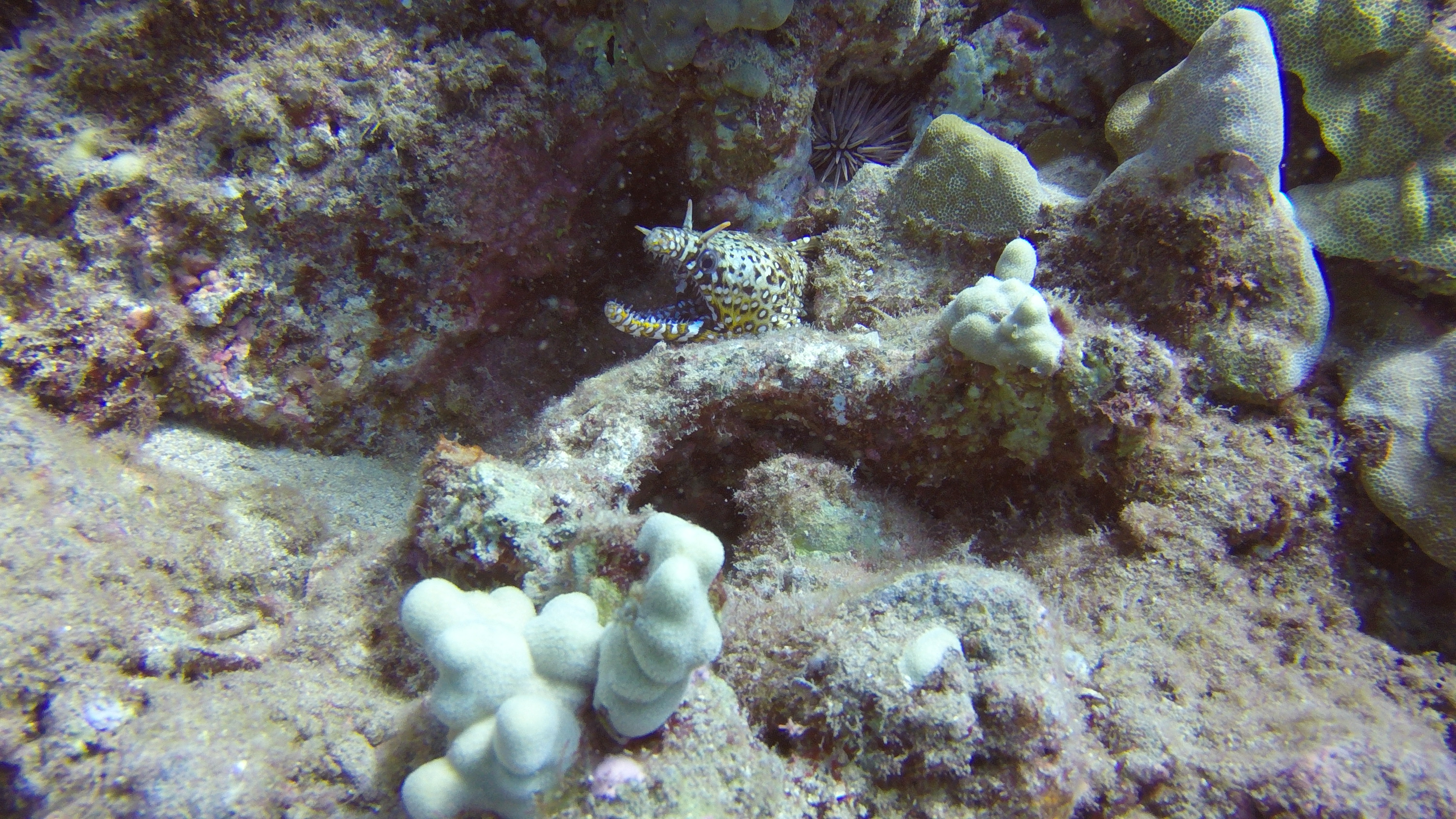 2 Dragon Moray