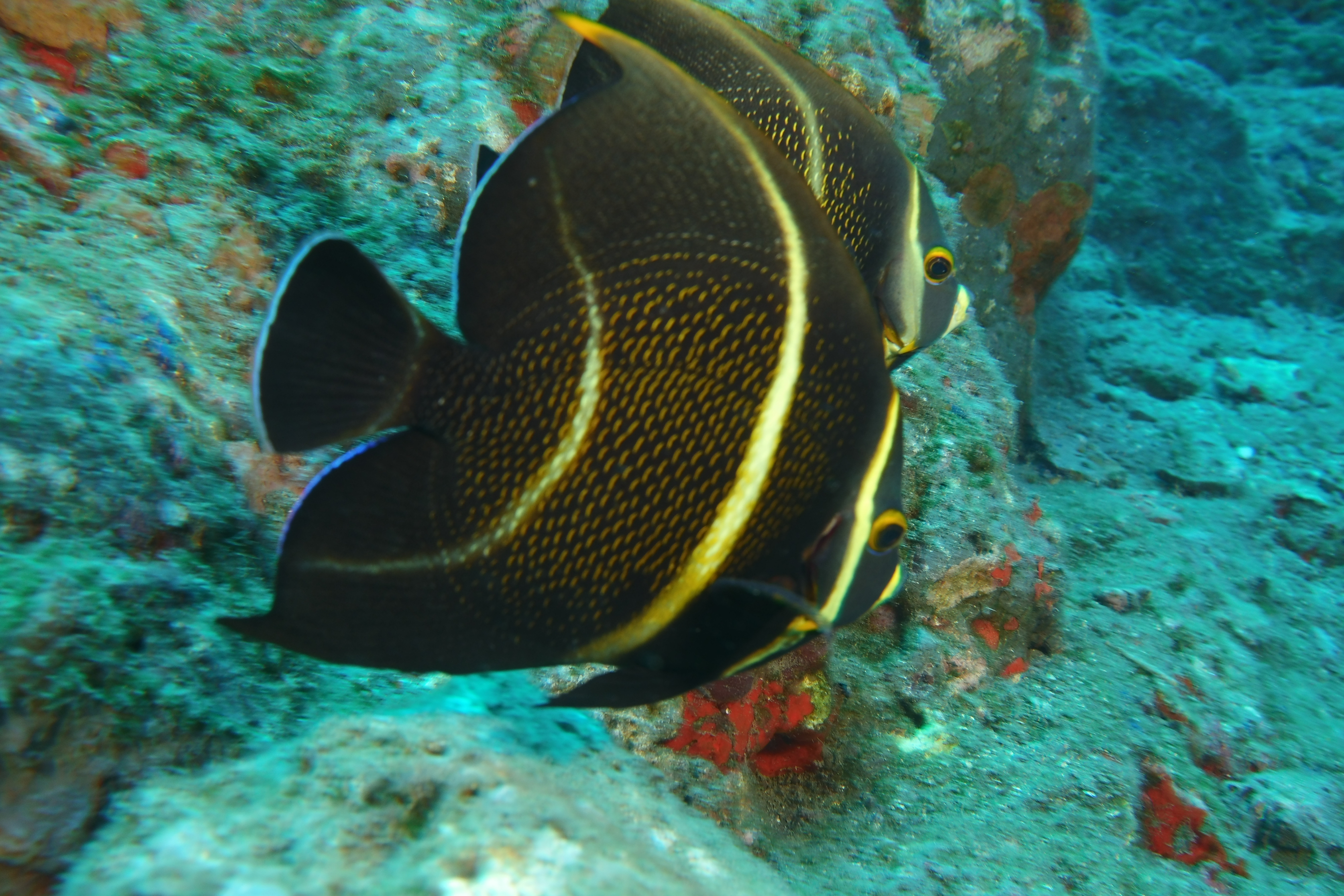 2 juvenile French Angelfish