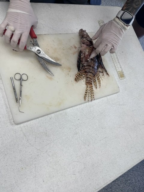 2 - lionfish dissection at NOAA