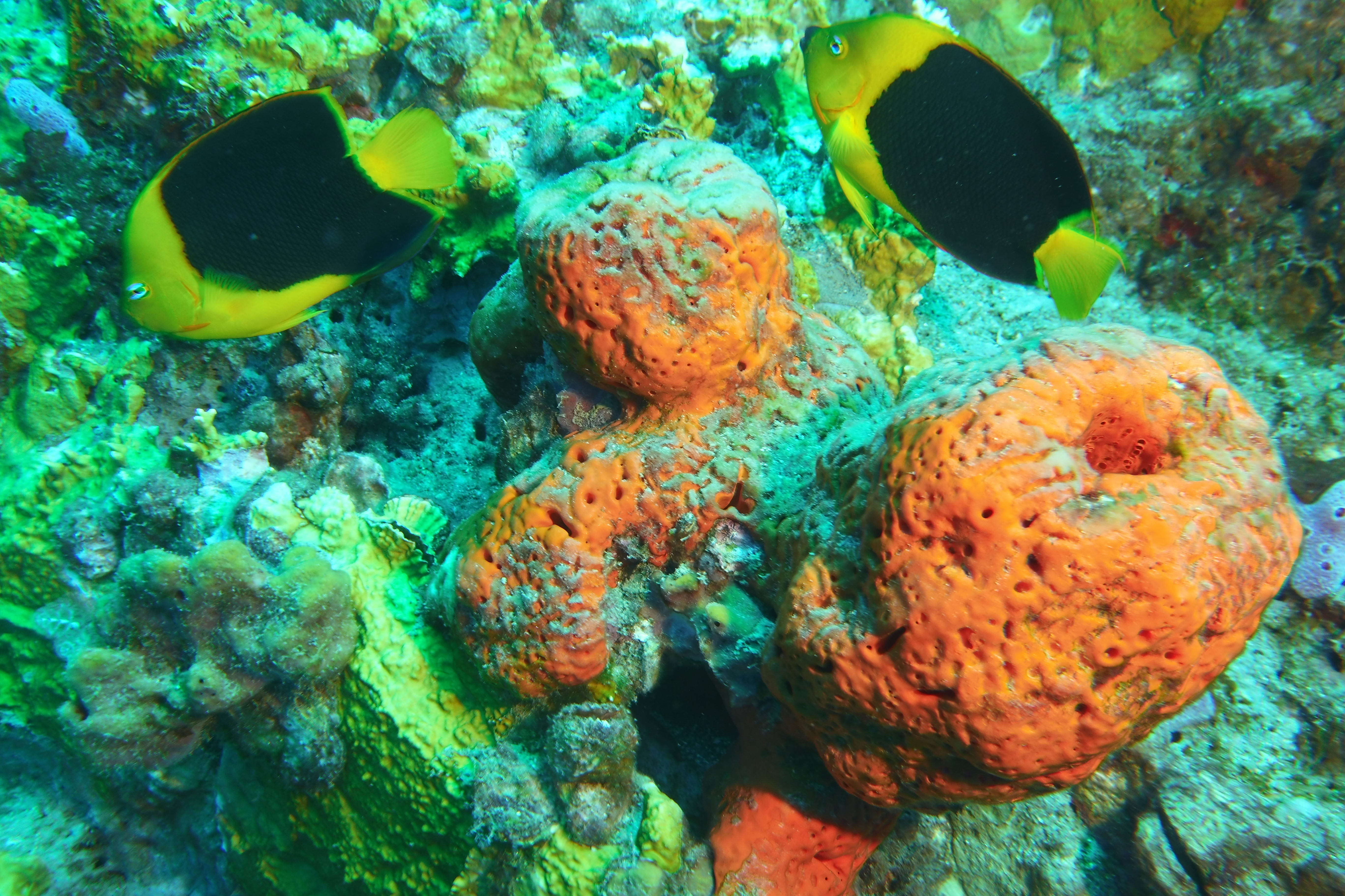 2 Rock Beauty's and orange sponge