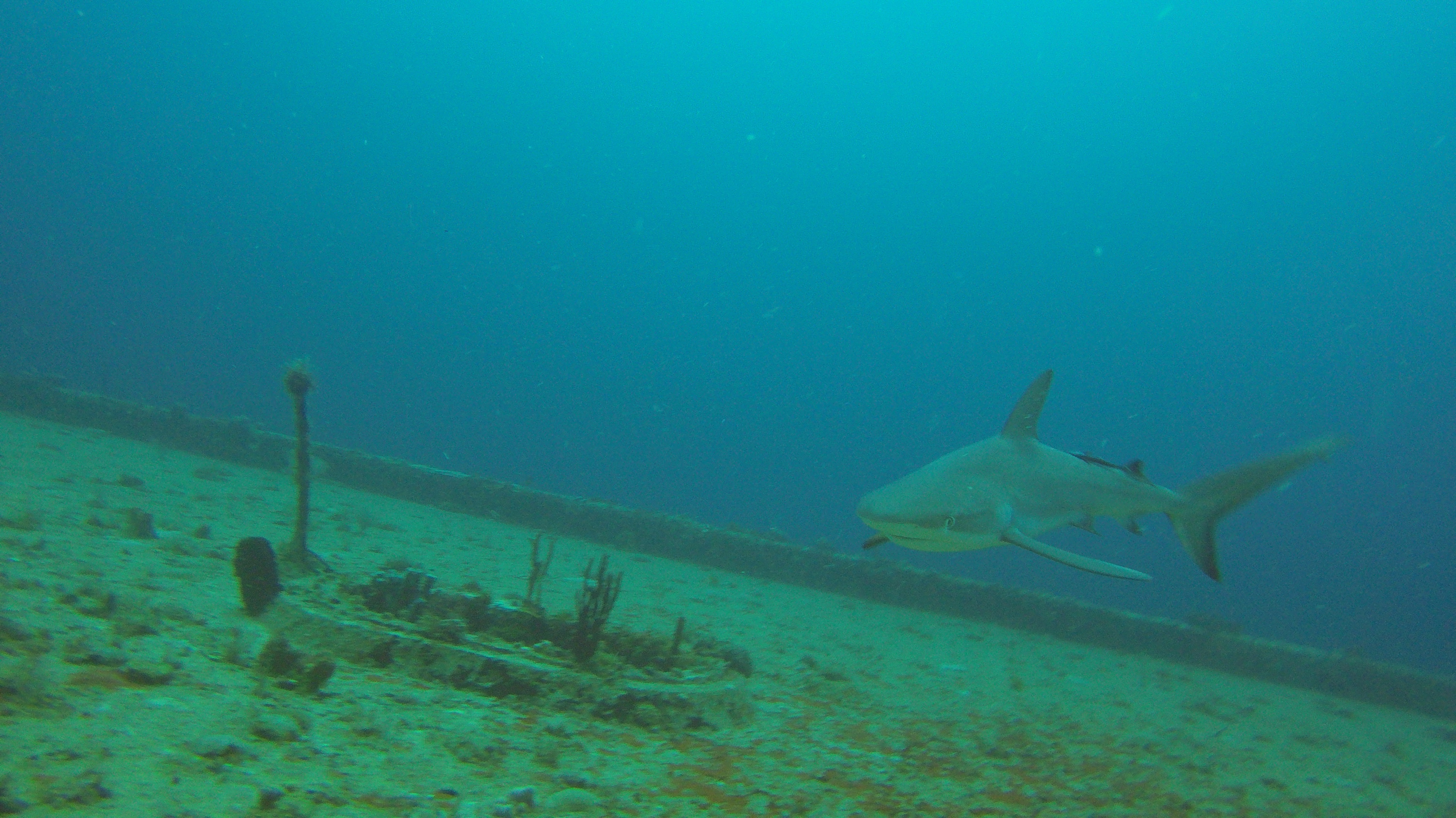 2 - sharks on the WIT Shoal wreck.JPG