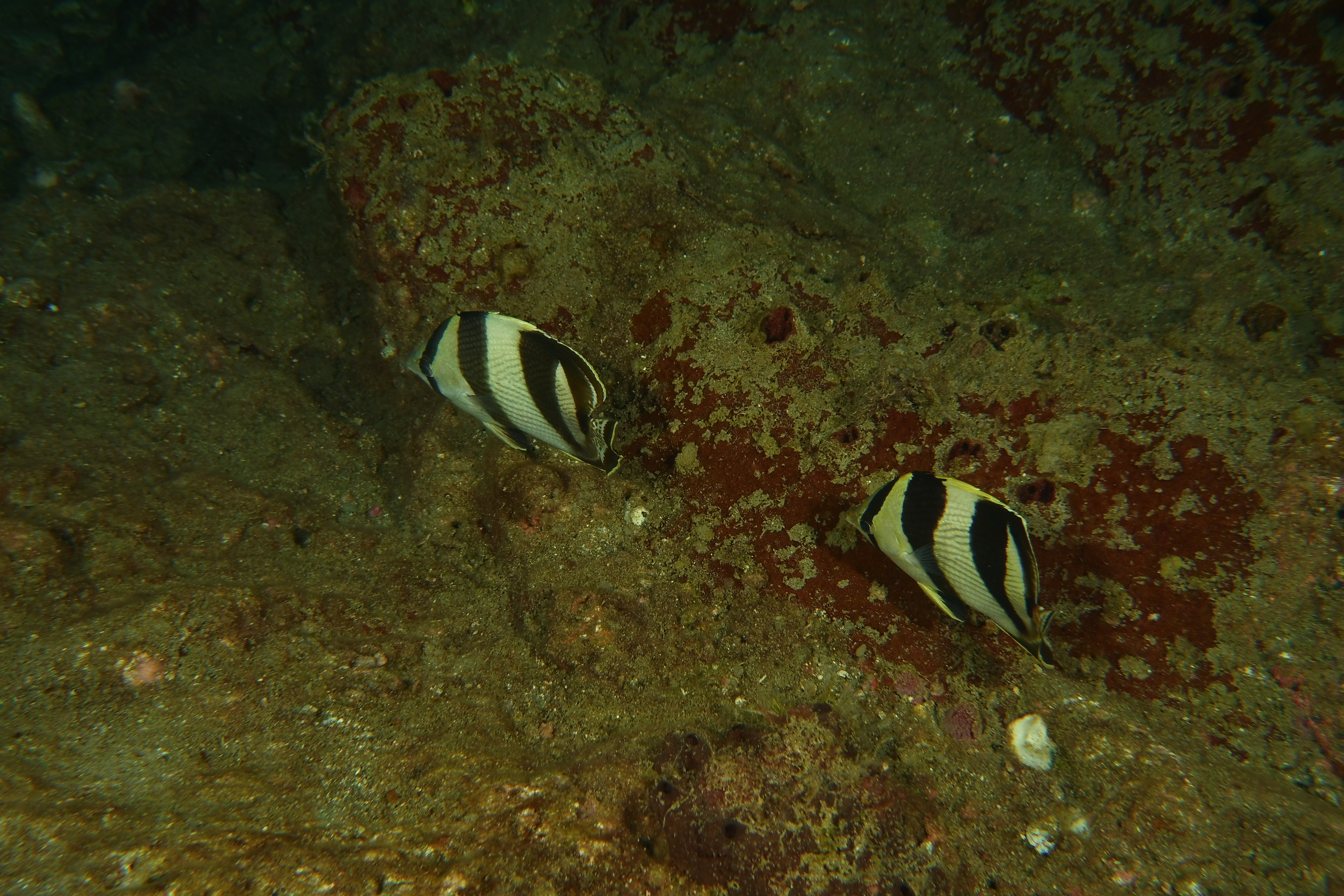 2 white and black striped butterfly fish