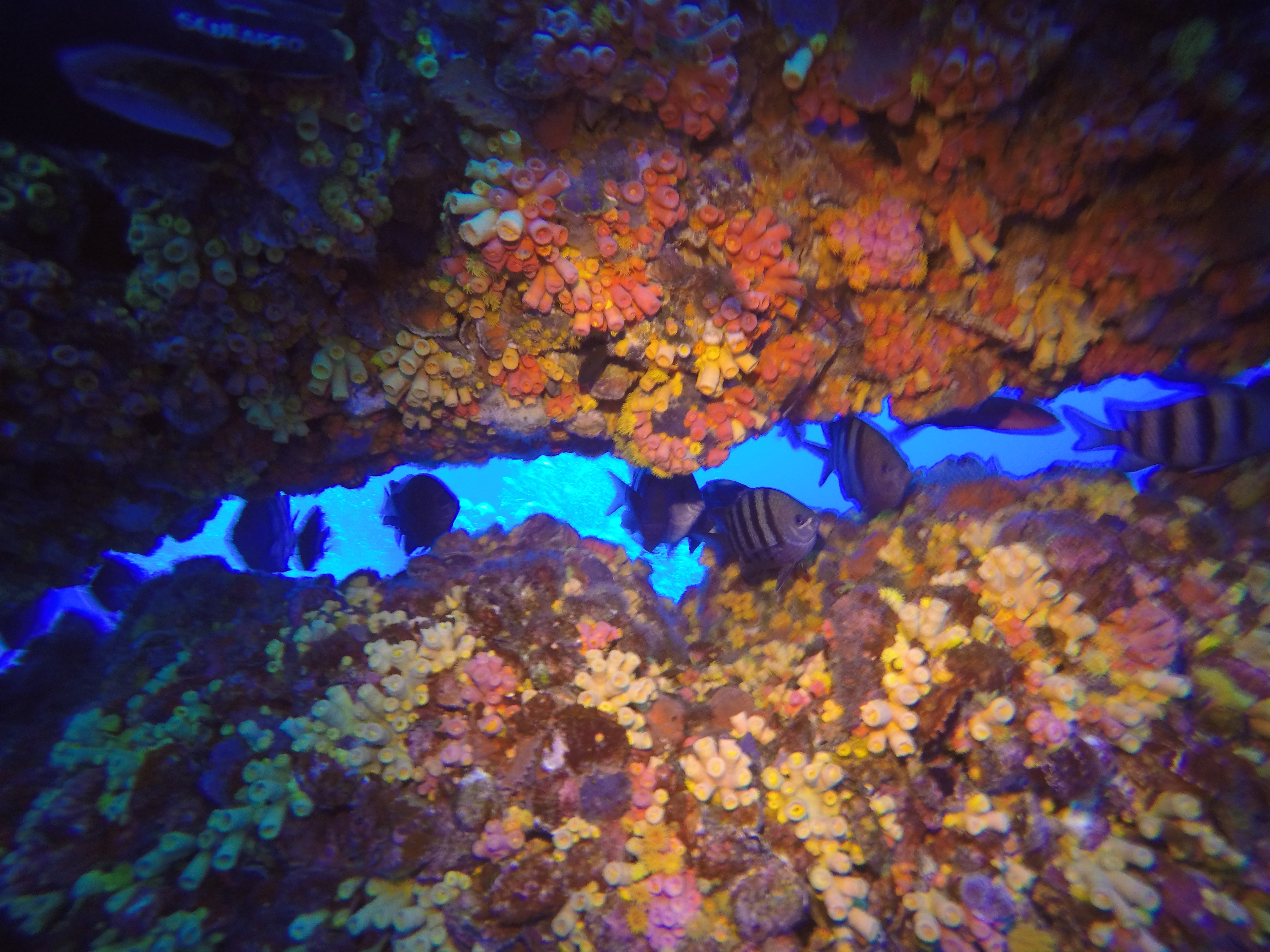20 - Fish sheltering from current on HI 376B.JPG