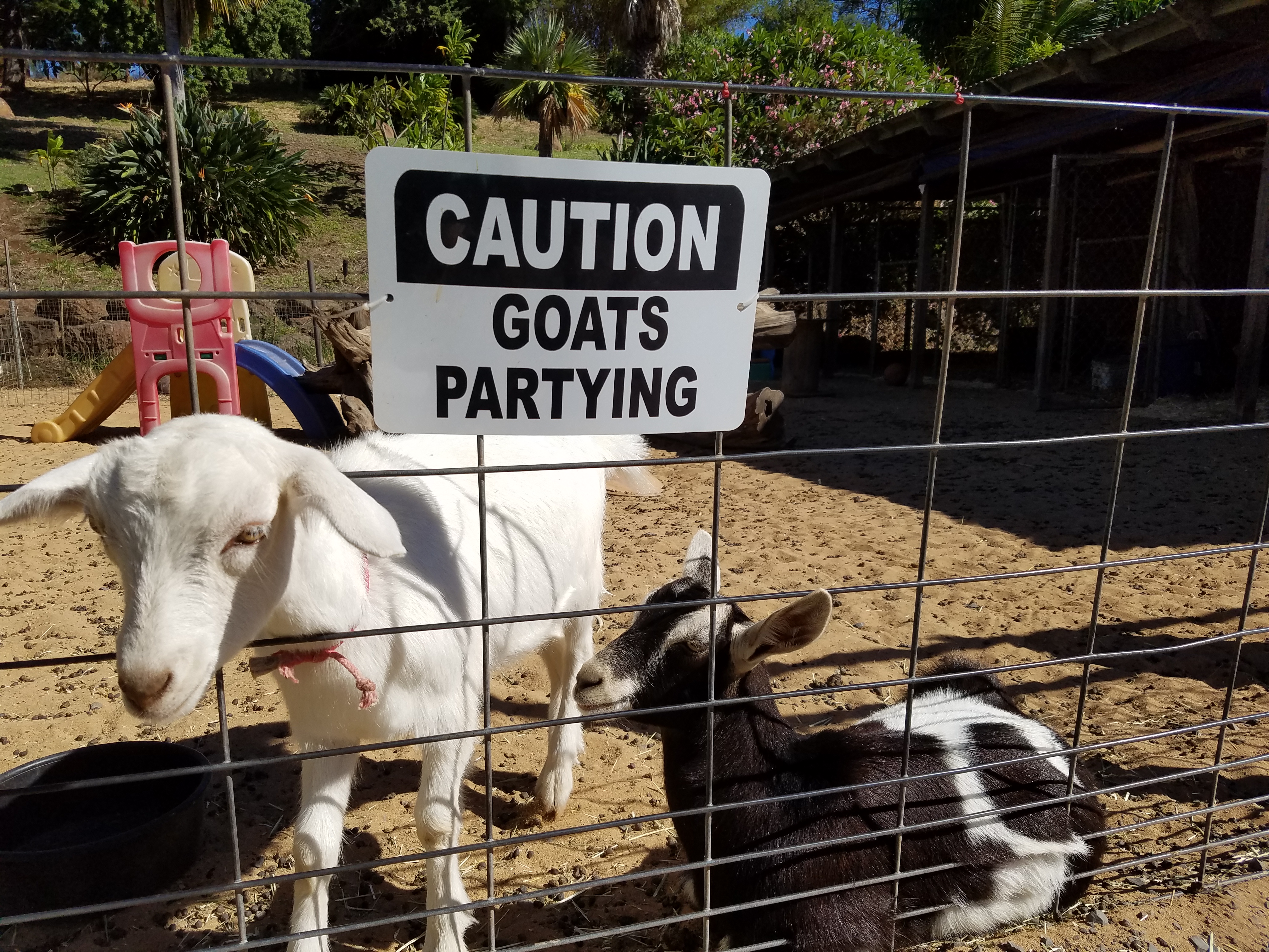 2017 0926 Maui GoatsPartying