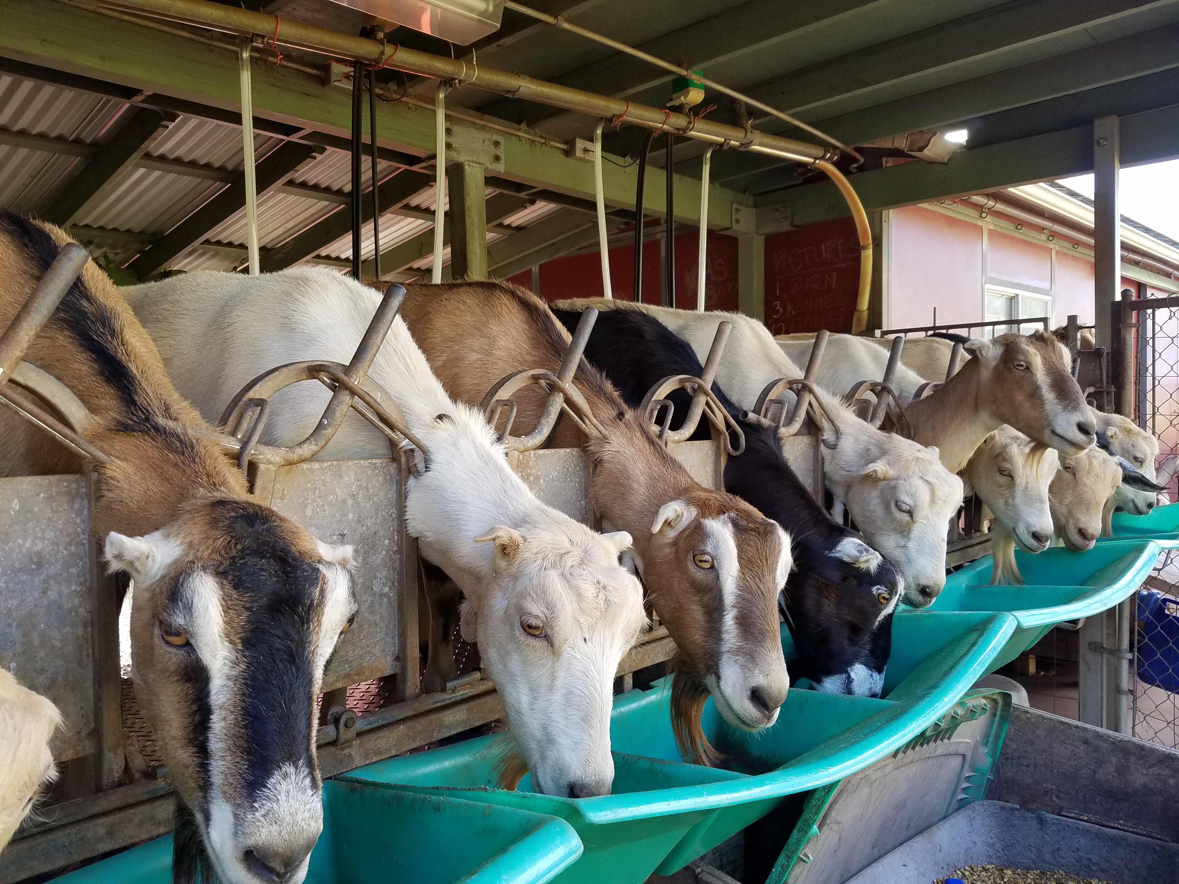 2017 0926 Maui GoatTrough2