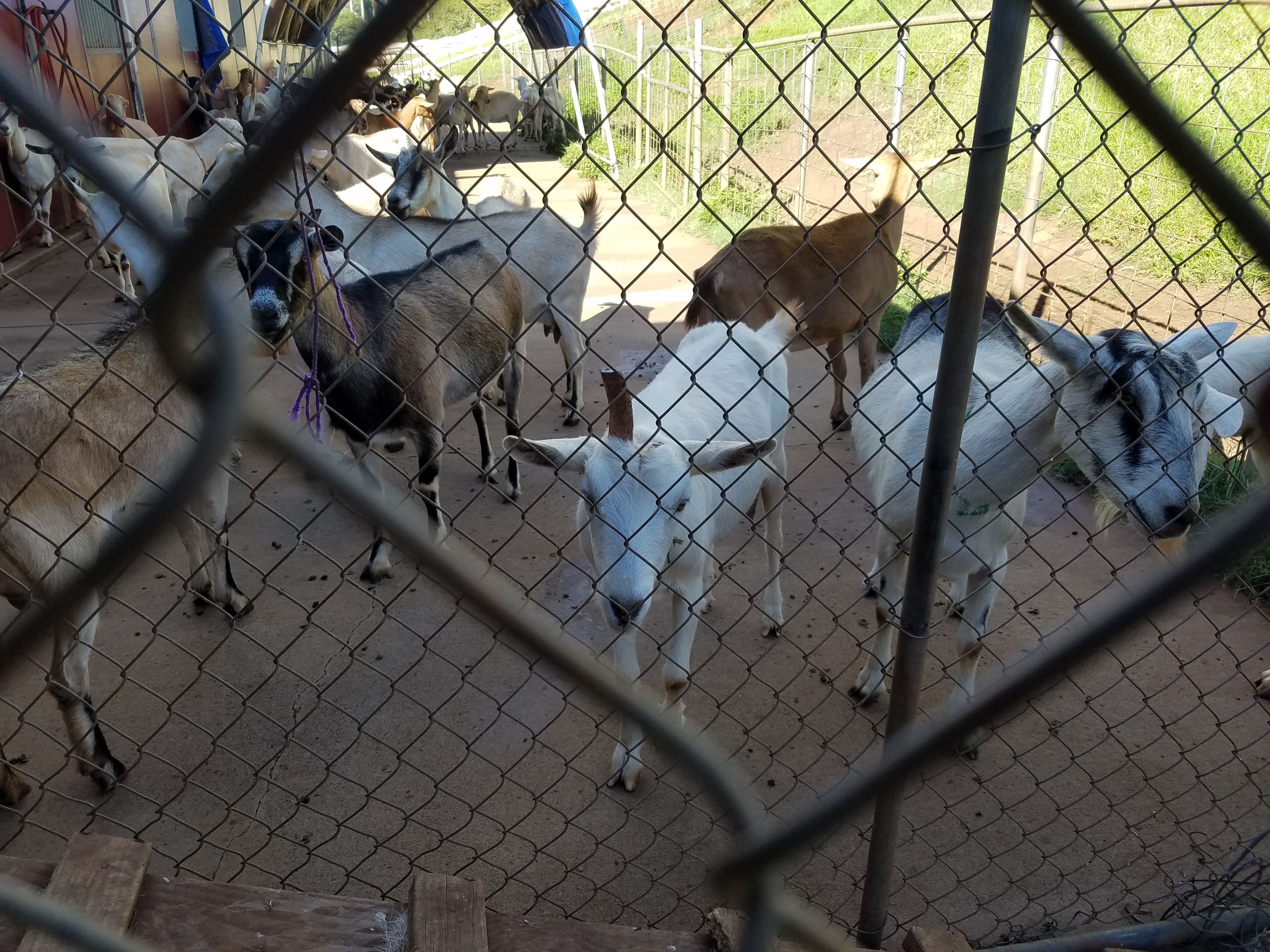 2017 0926 Maui GoatUnicorn