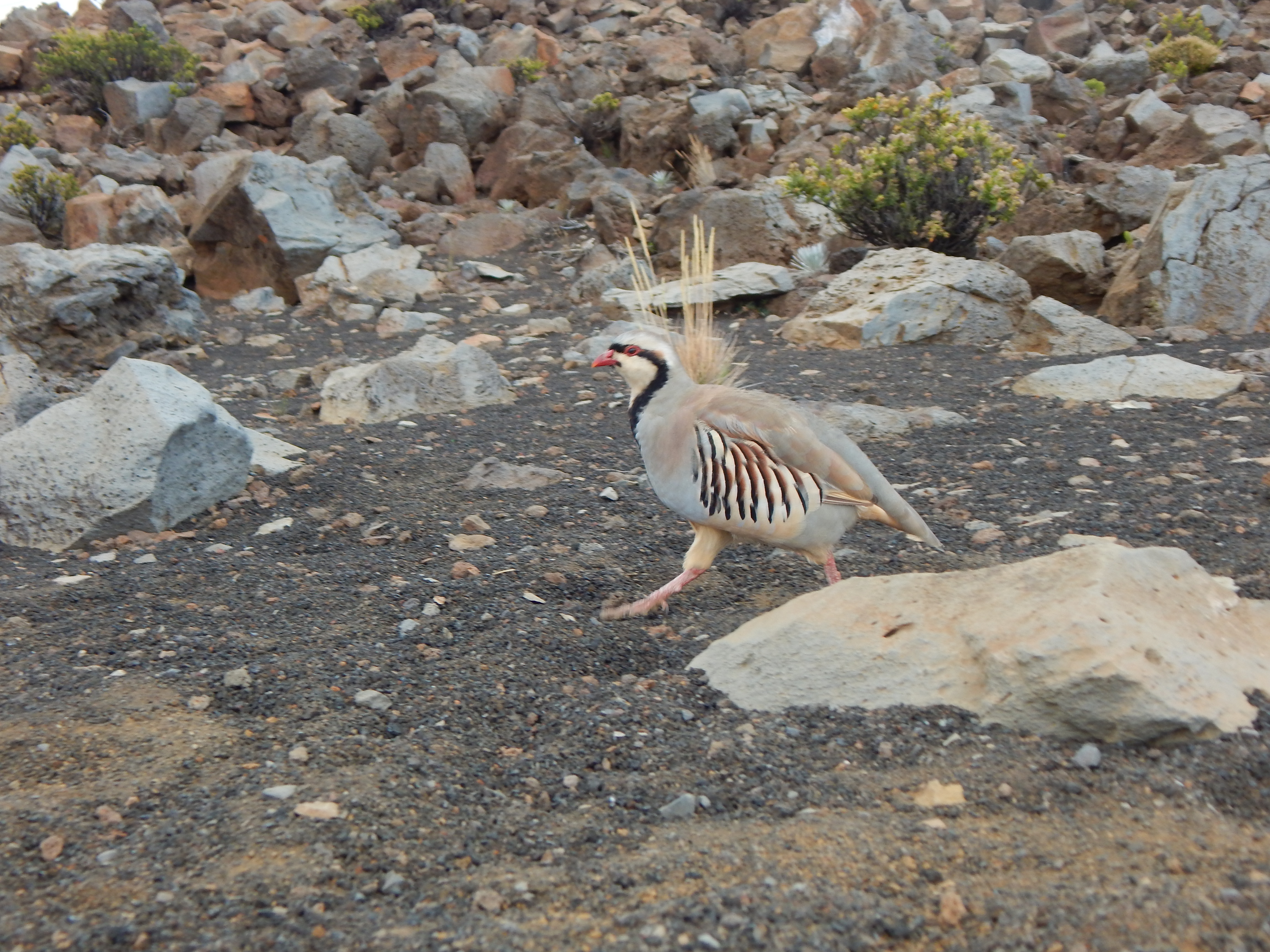 2017 0930 Maui Haleakala Nene6
