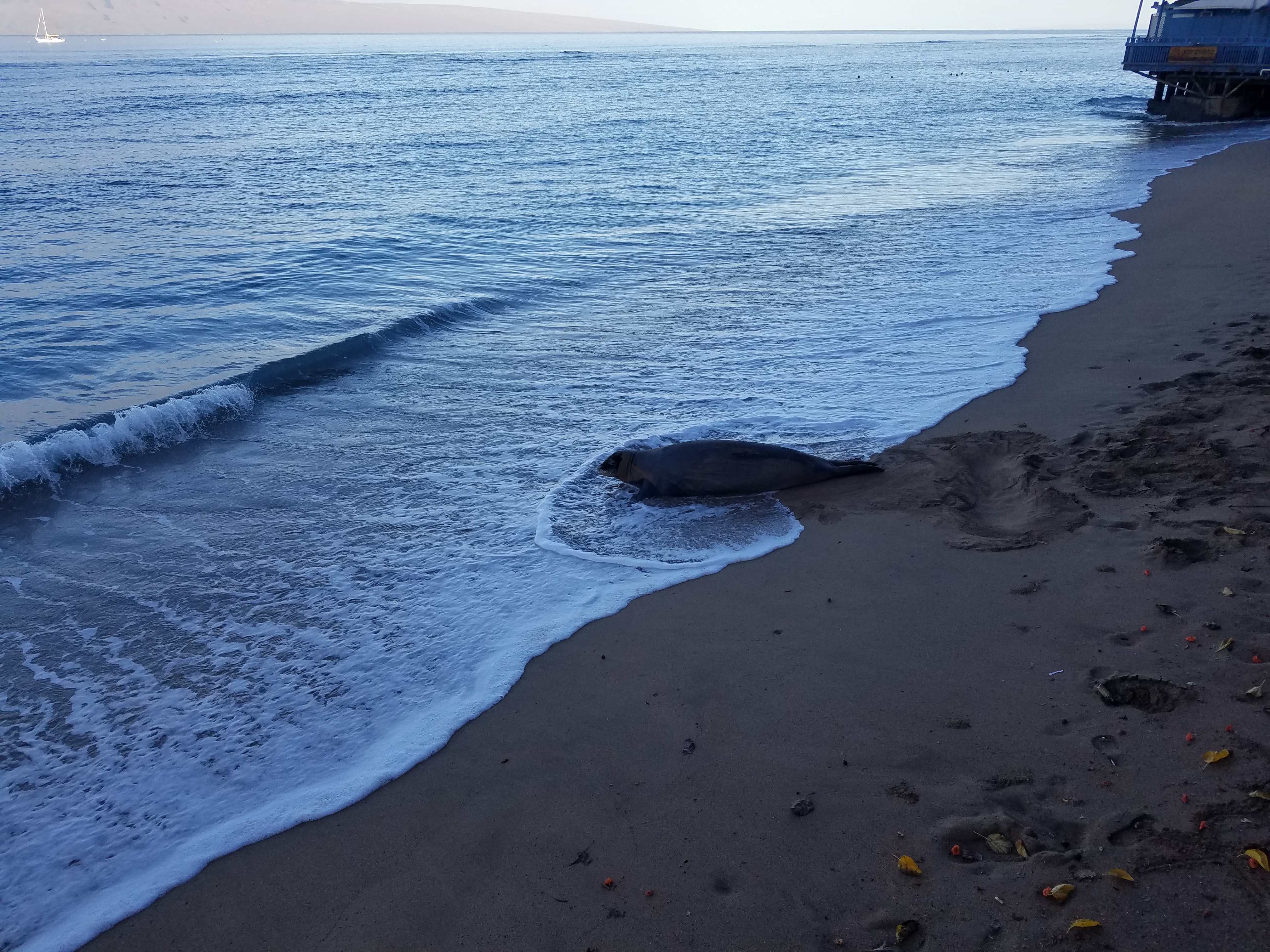 2017 0930 Maui HiMonkSeal2
