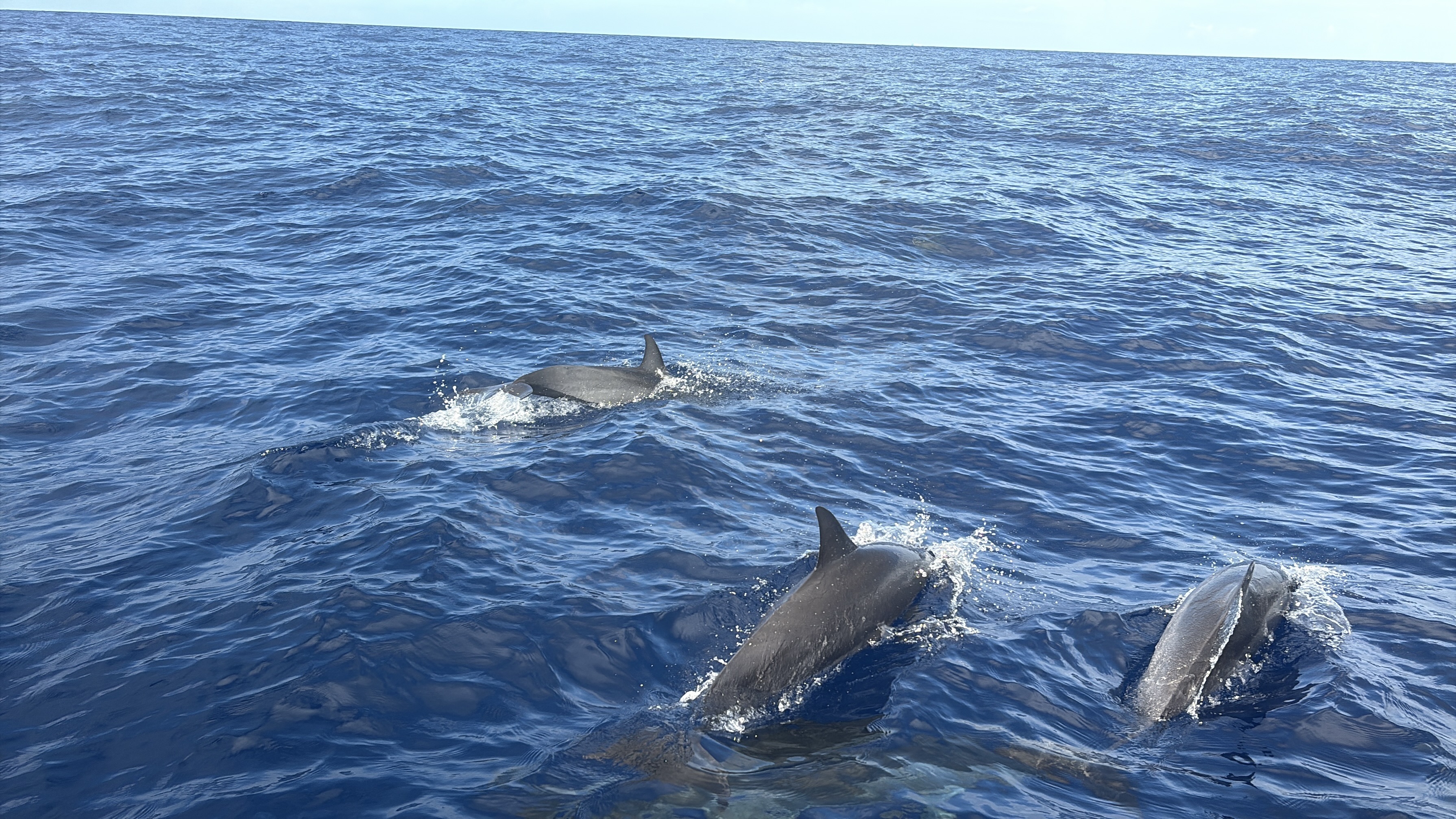 2025 0930 Moorea Dolphins2*.jpg