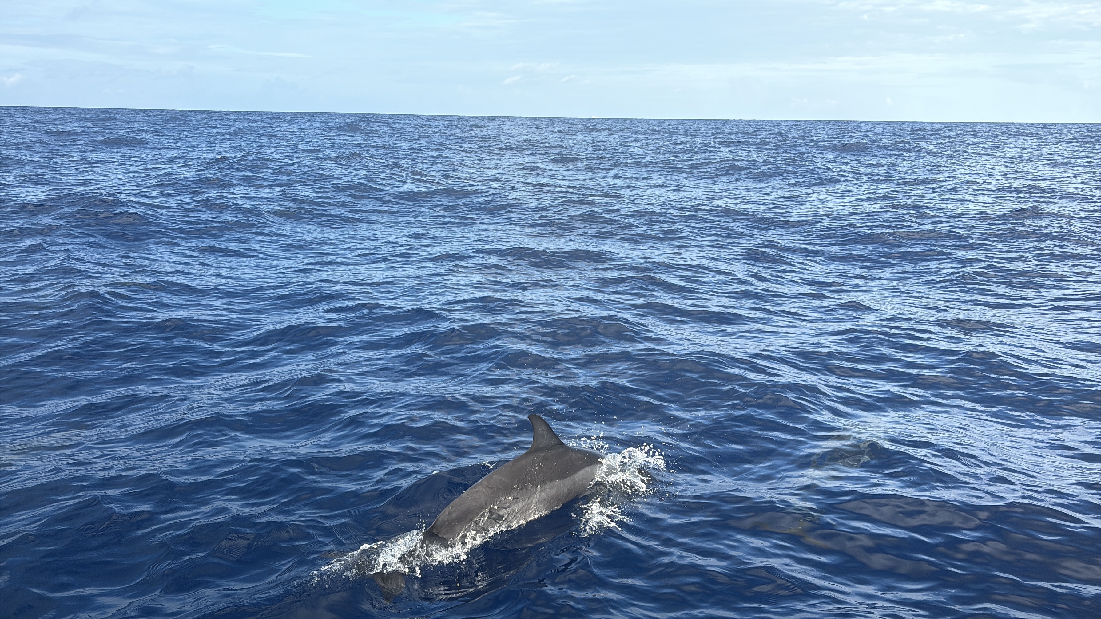 2025 0930 Moorea Dolphins3*.jpg