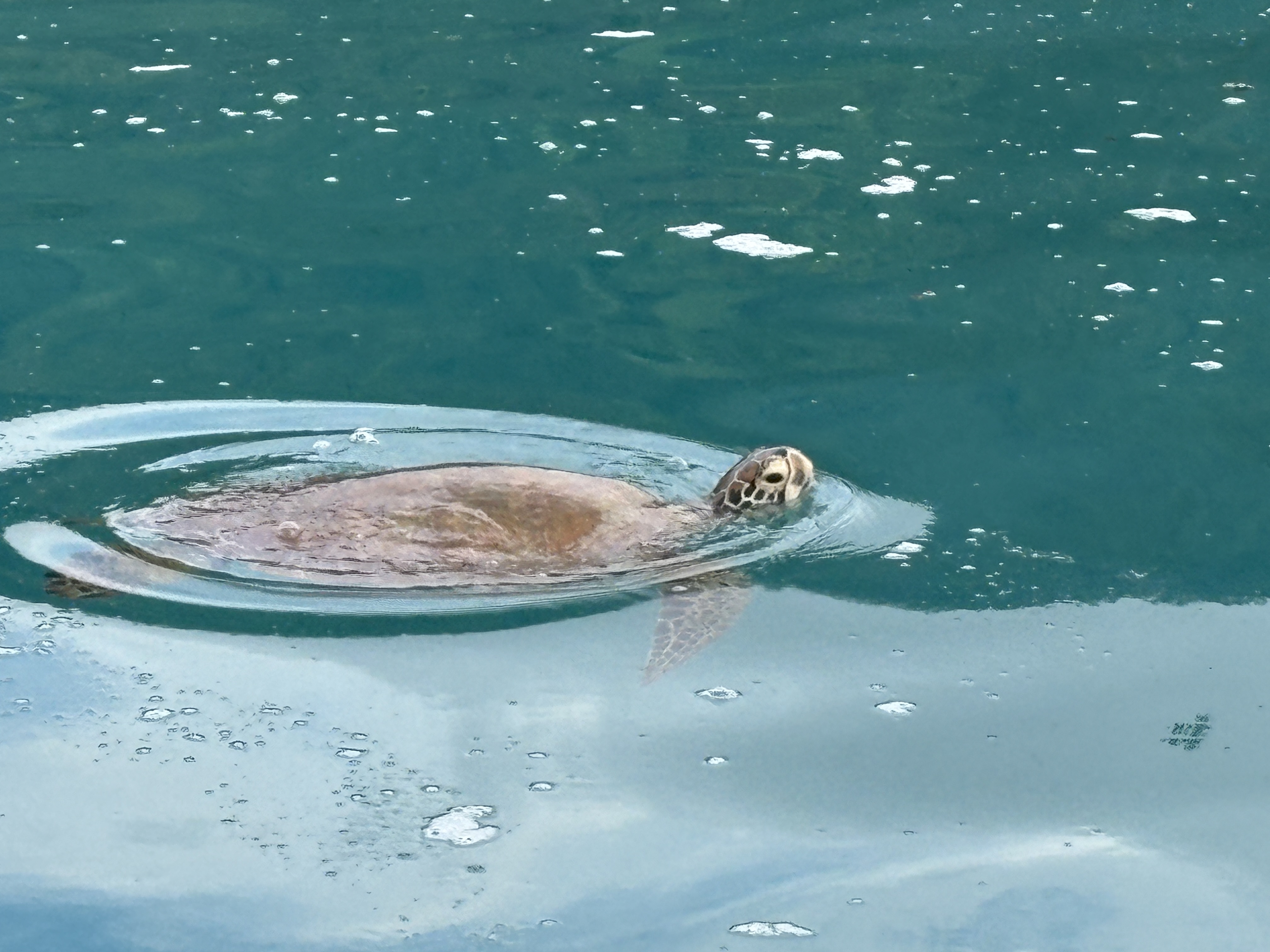 2025 0930 Moorea Turtle1Air.JPG