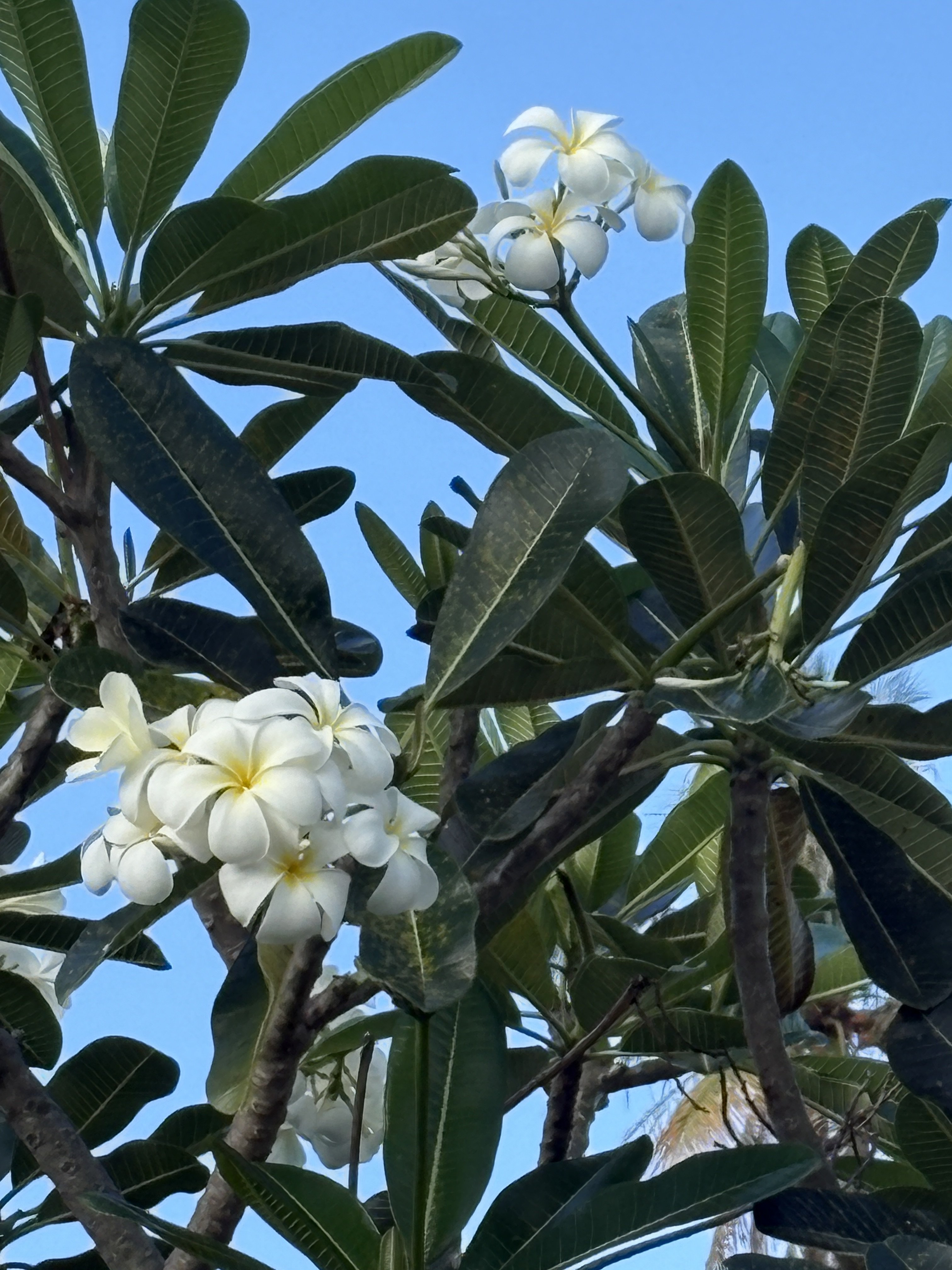 2025 1001 Moorea Frangipani1.JPG