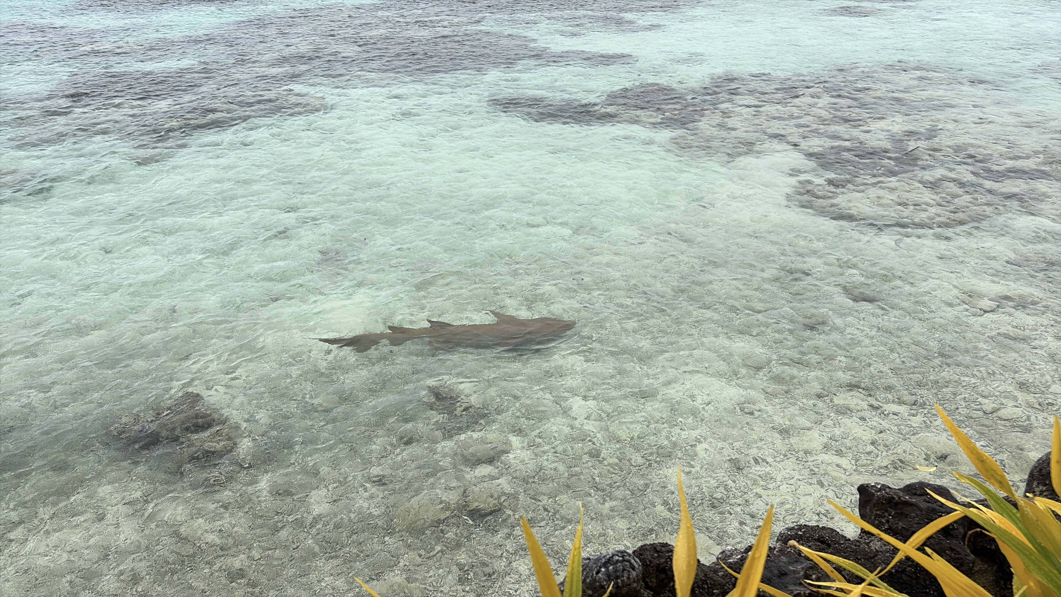 2025 1009 Fakarava NurseSharkBrekkie1.jpg