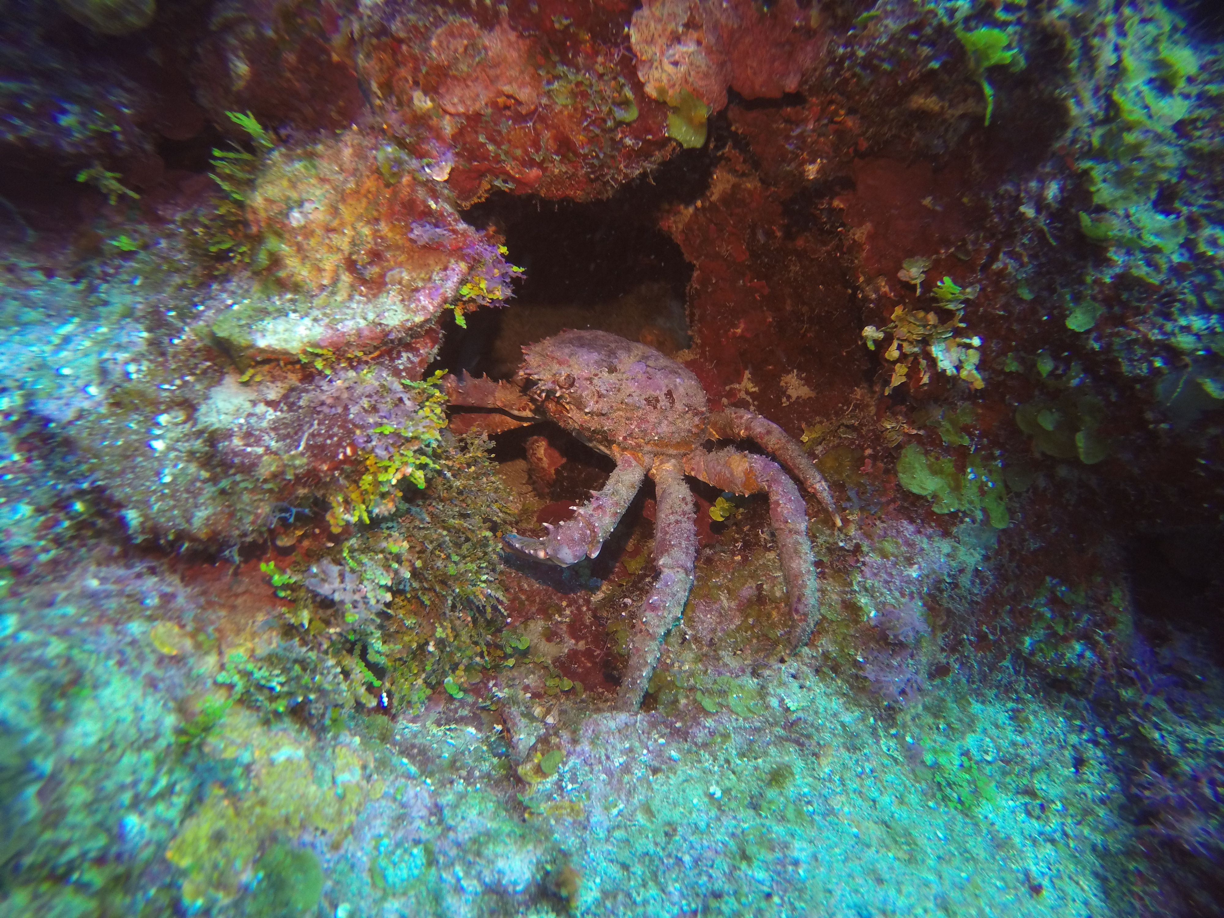 23 - Crab
