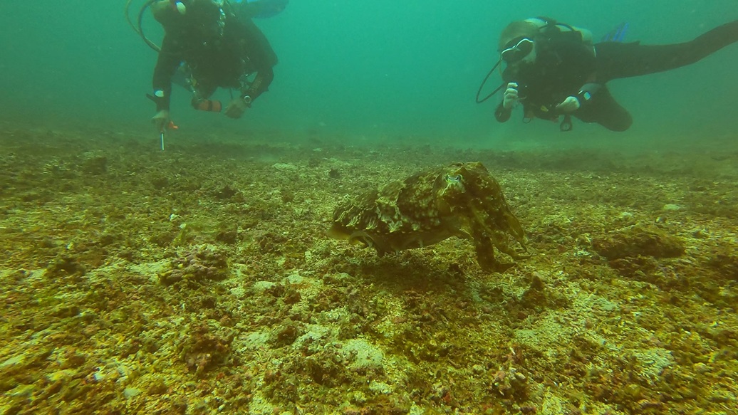 23 - Giant Cuttle Fish