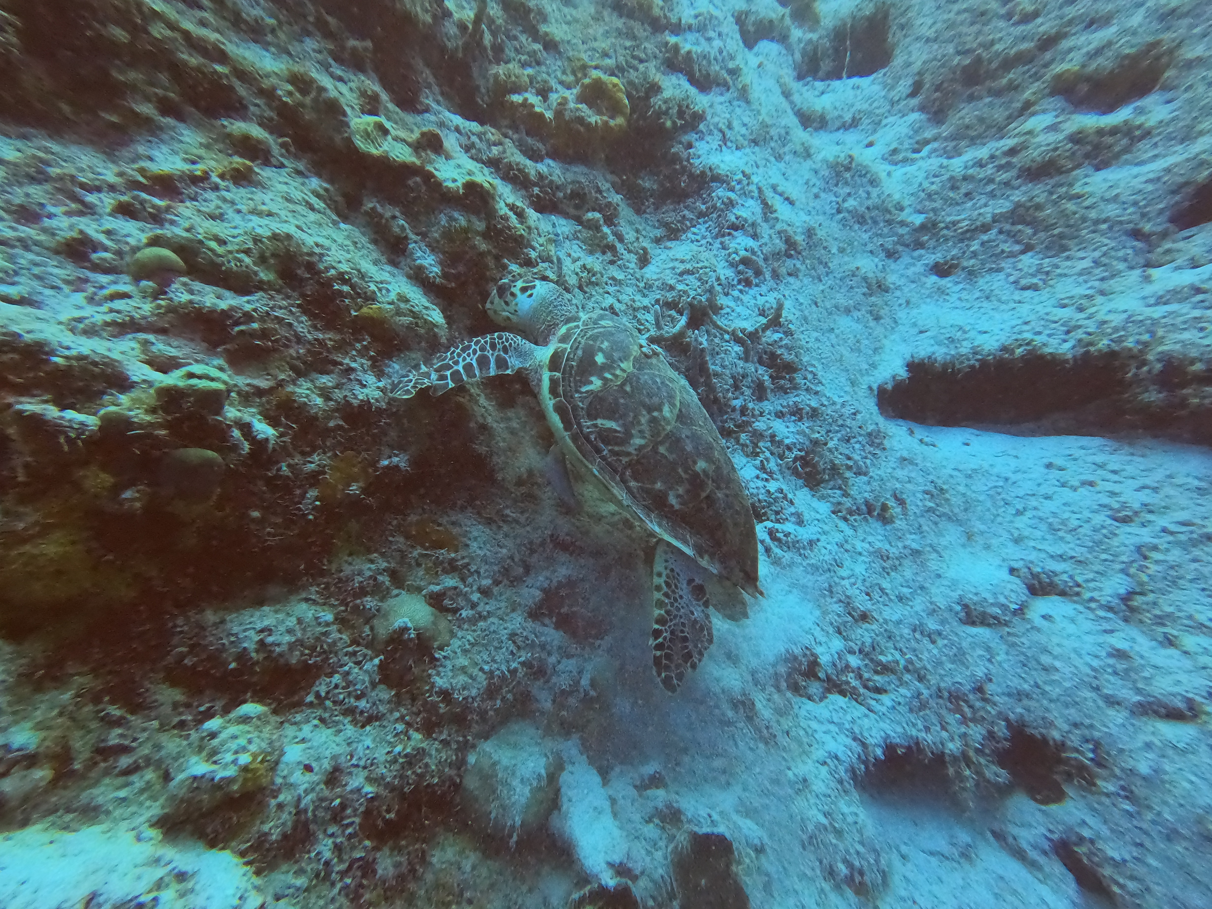 23 - Turtle at Directors Baii.JPG