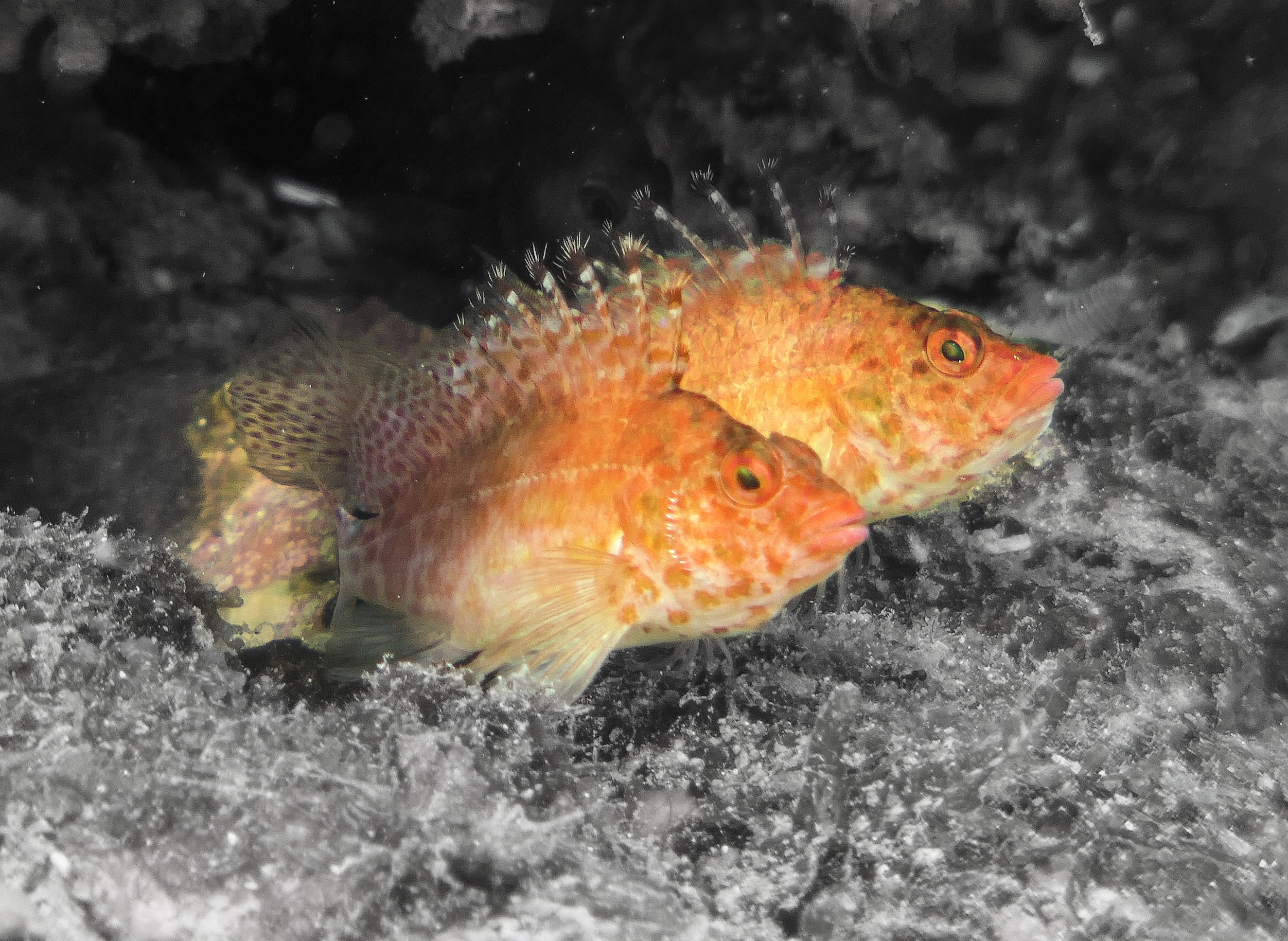 24-birddog-our house.jpg