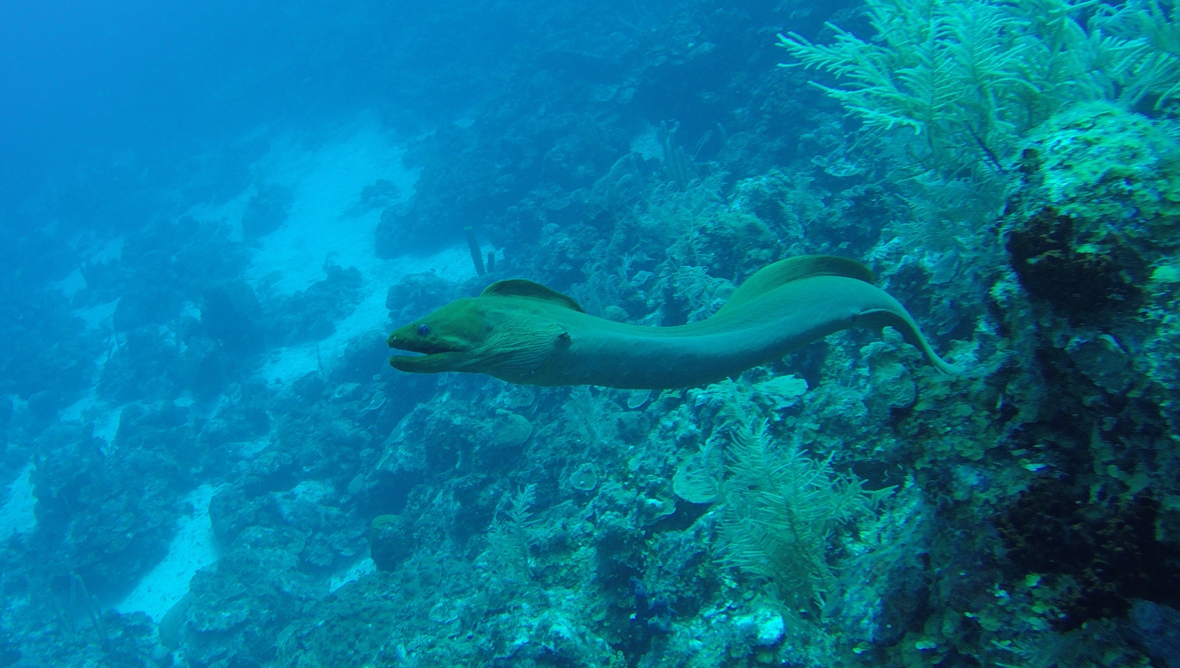 24 - Free Swimming Moray