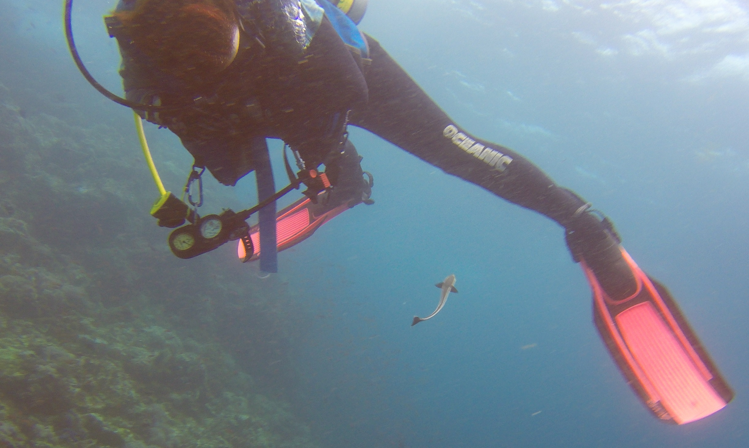 24  Remora Looking For A Friend