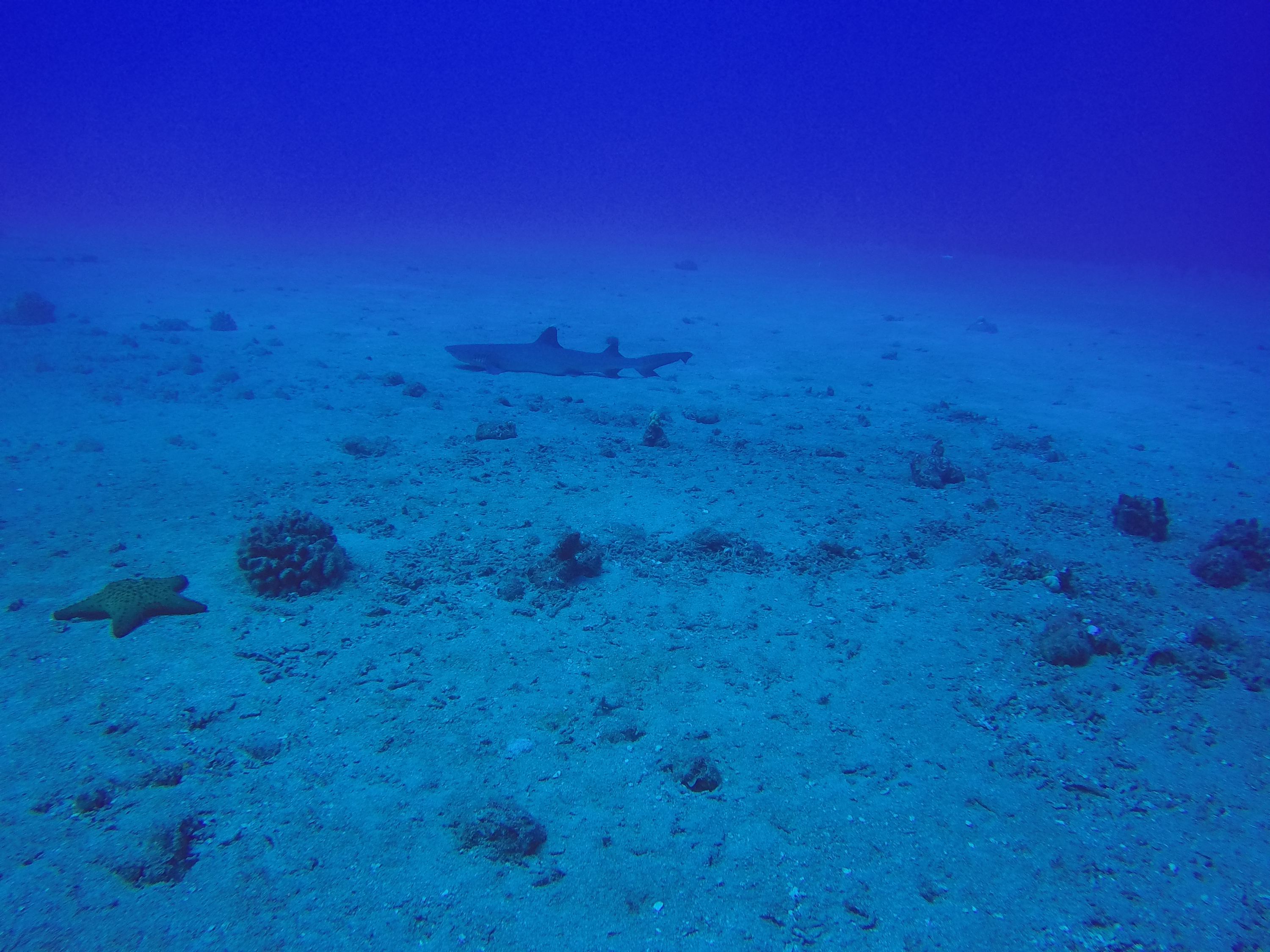 24 Whitetip Shark Off Carthaginian Wreck