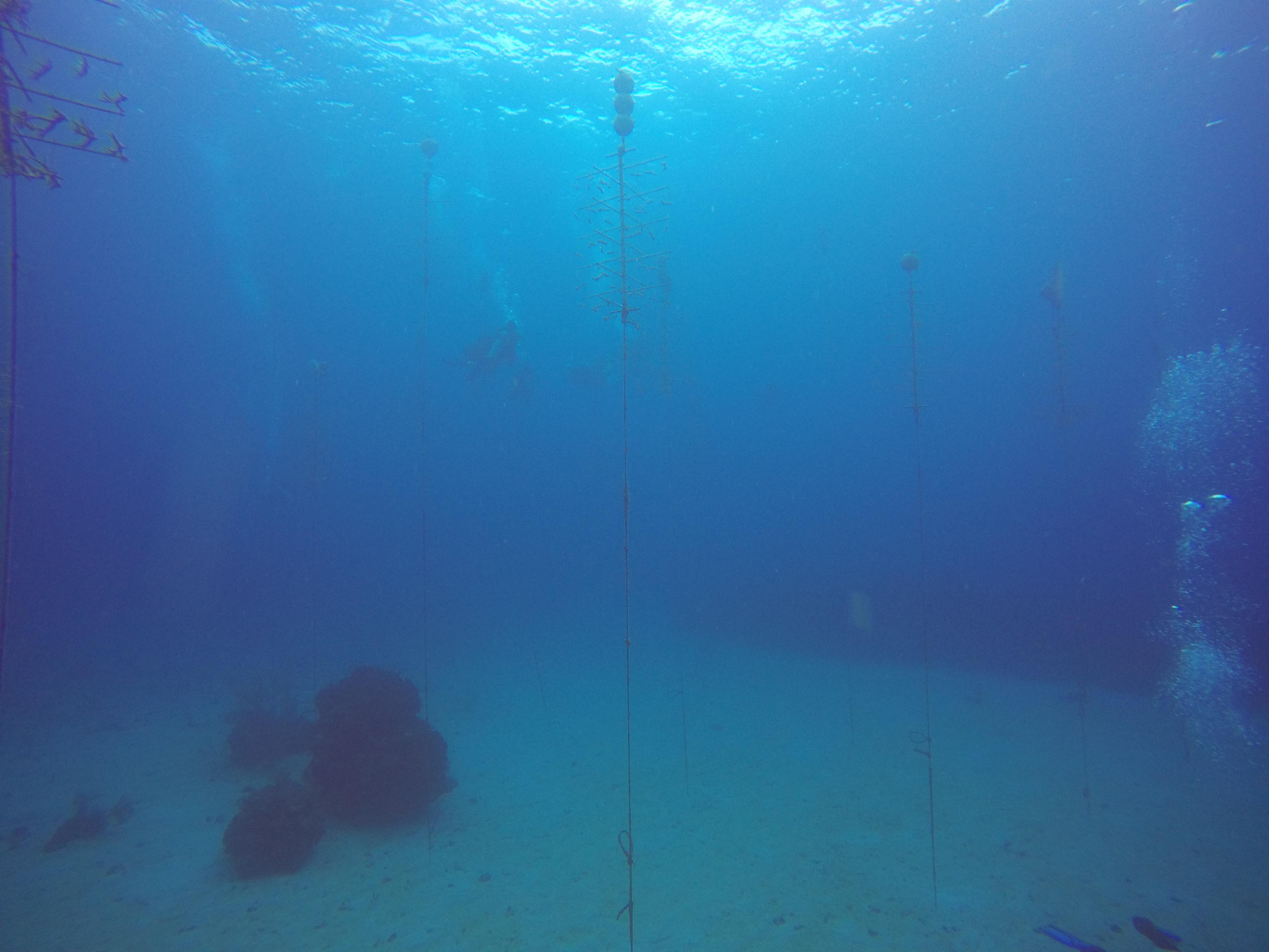 25 - Coral Restoration