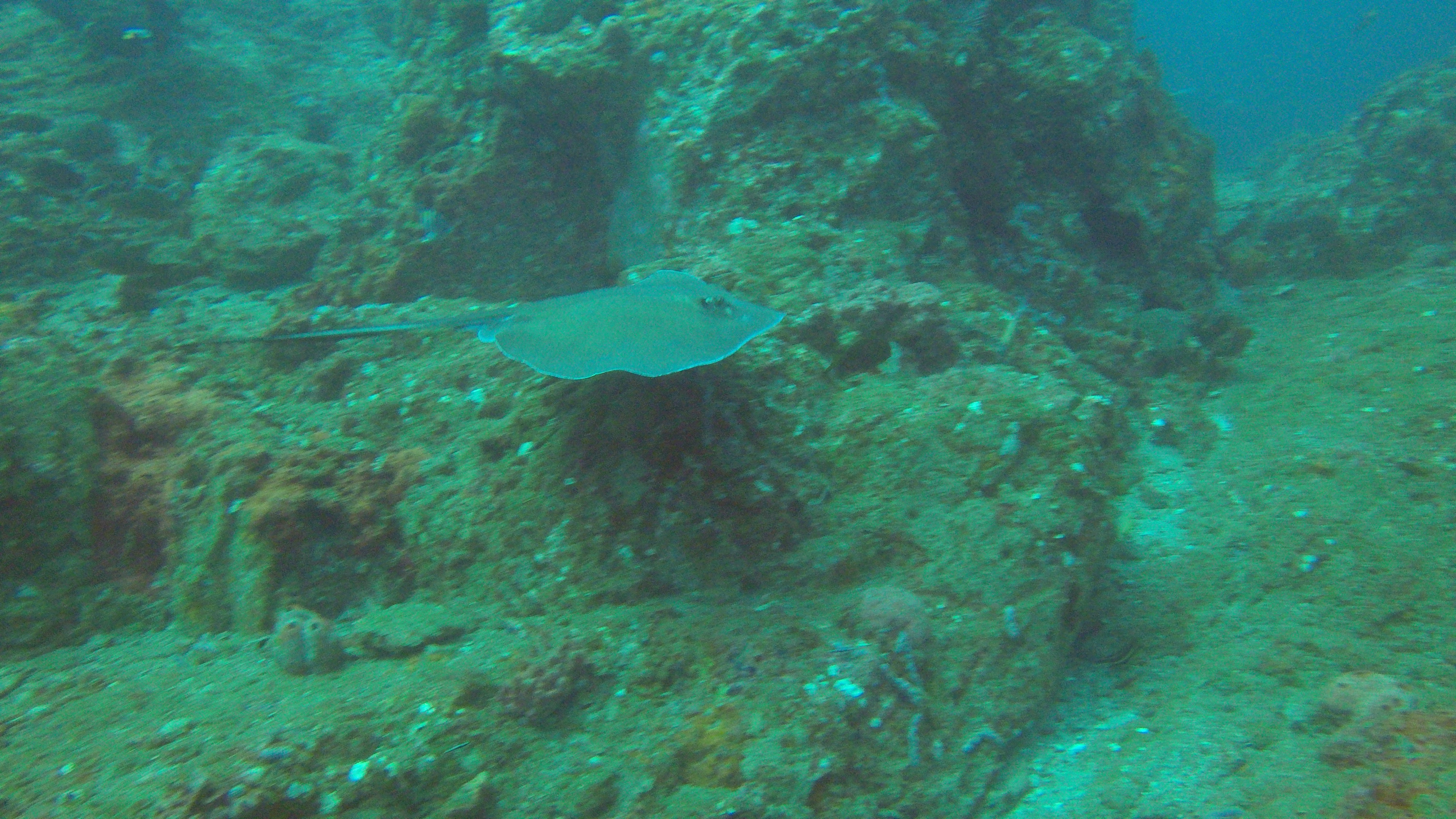 27 - Ray fly bye on Stetson.JPG