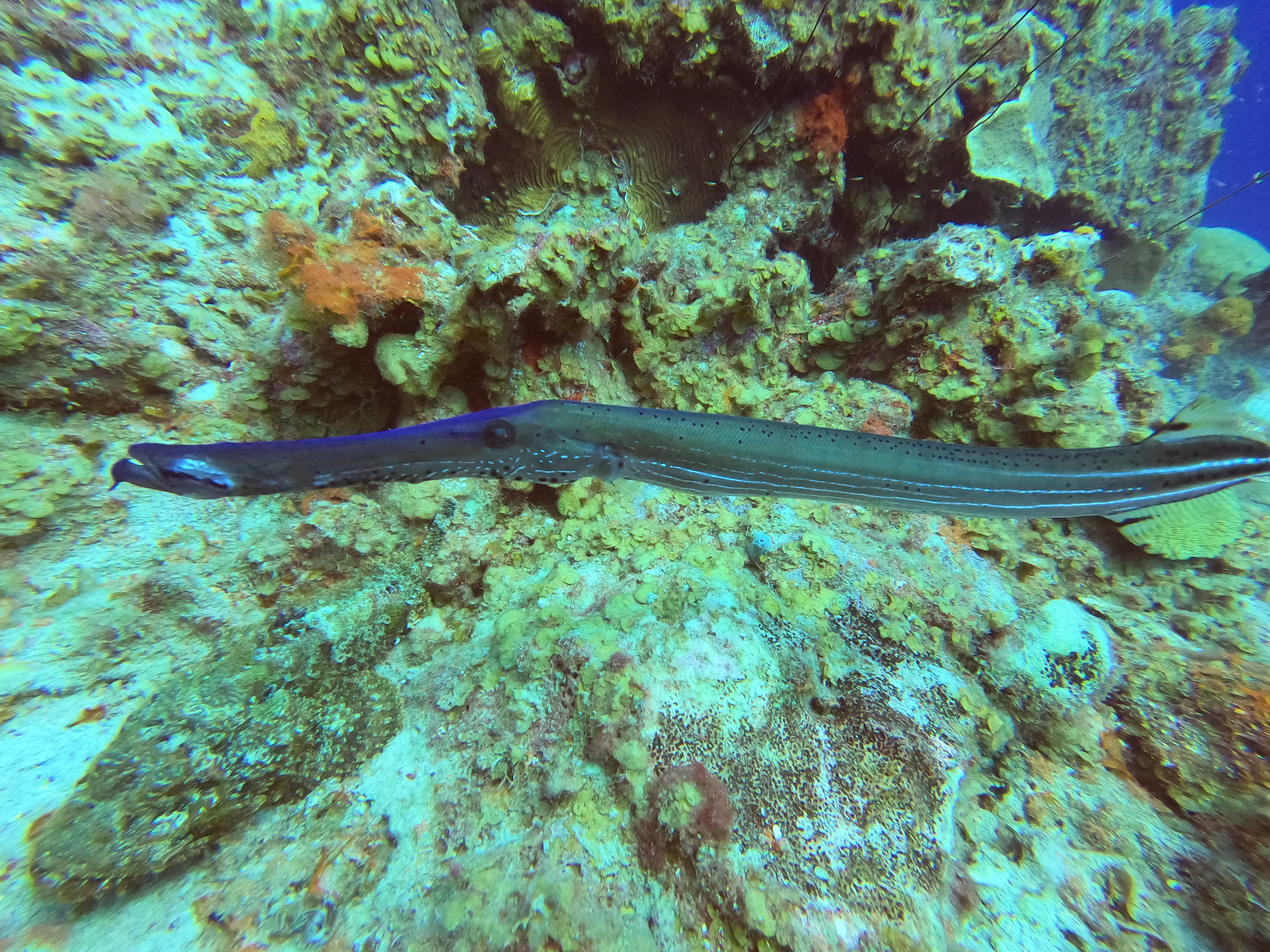 28 - Trombone fish at Marie Pompoen (car pile).JPG