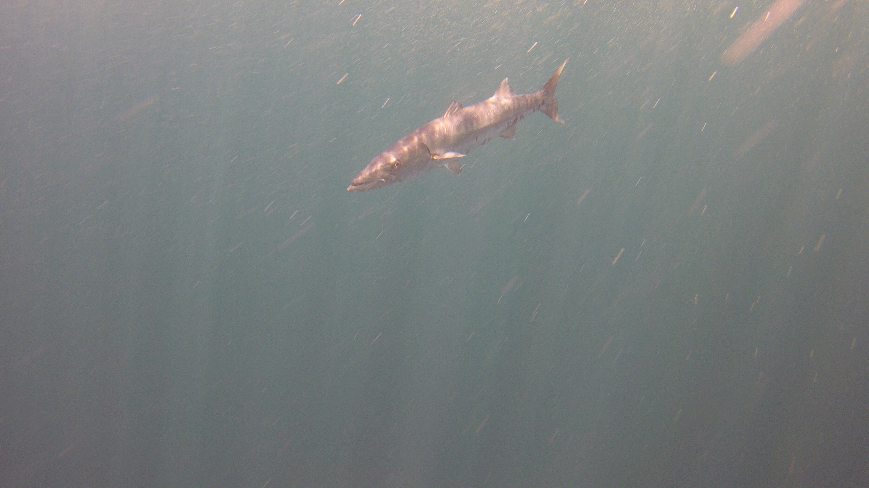 29 - Barracuda on Safety Stop.JPG