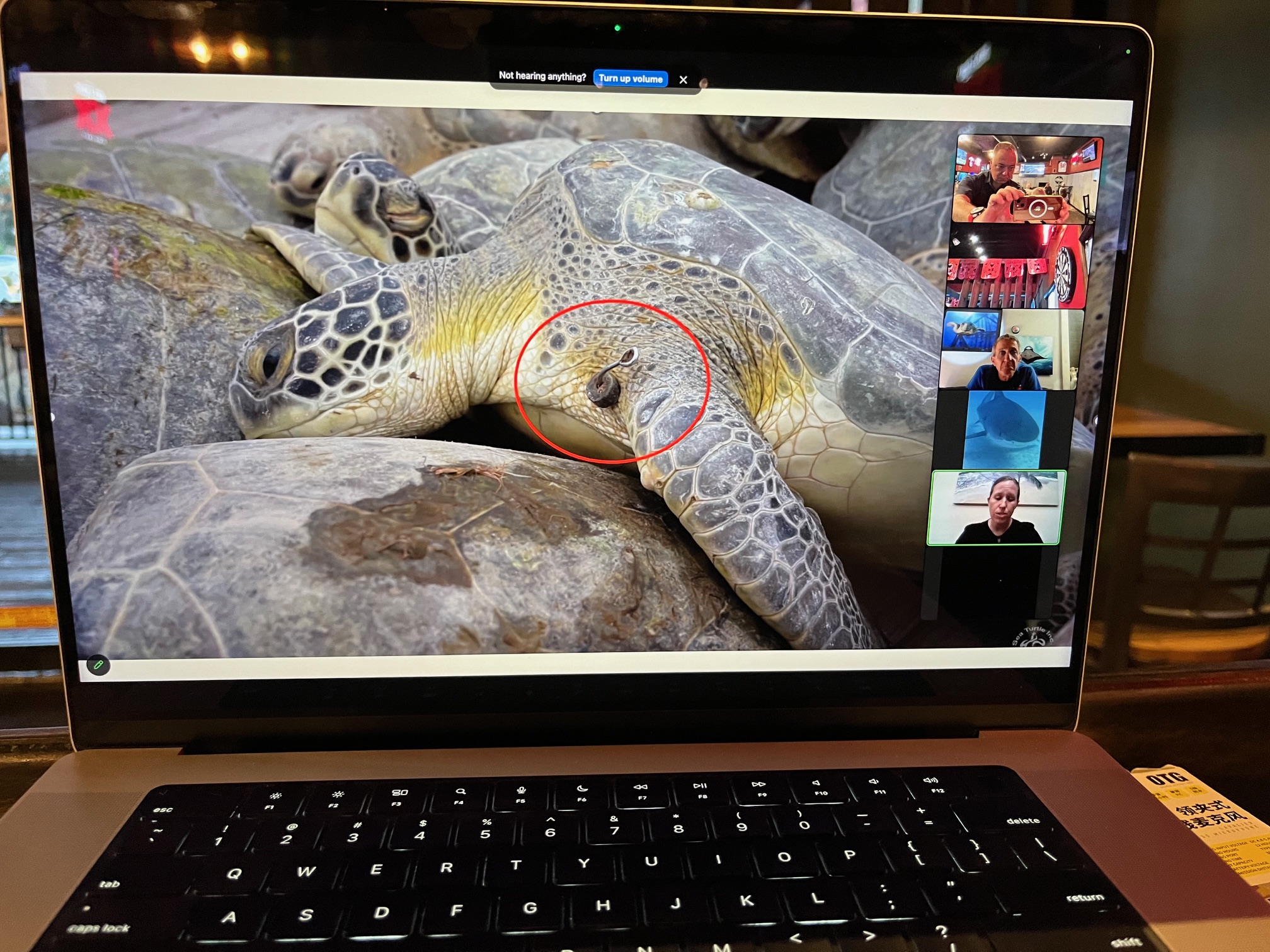 3 (April) - Turtle Tagging