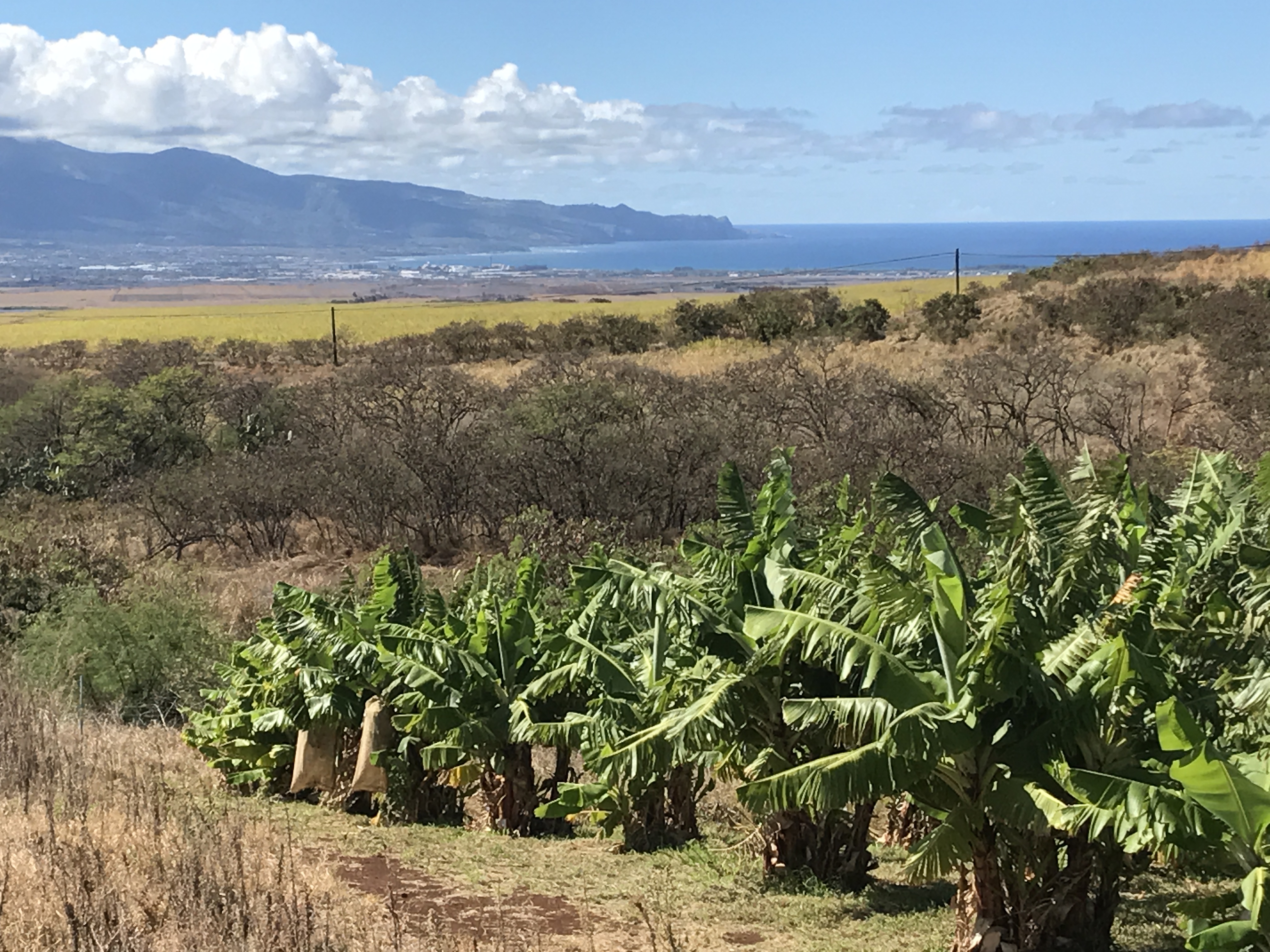 3 Kahului From Ocean Distillery