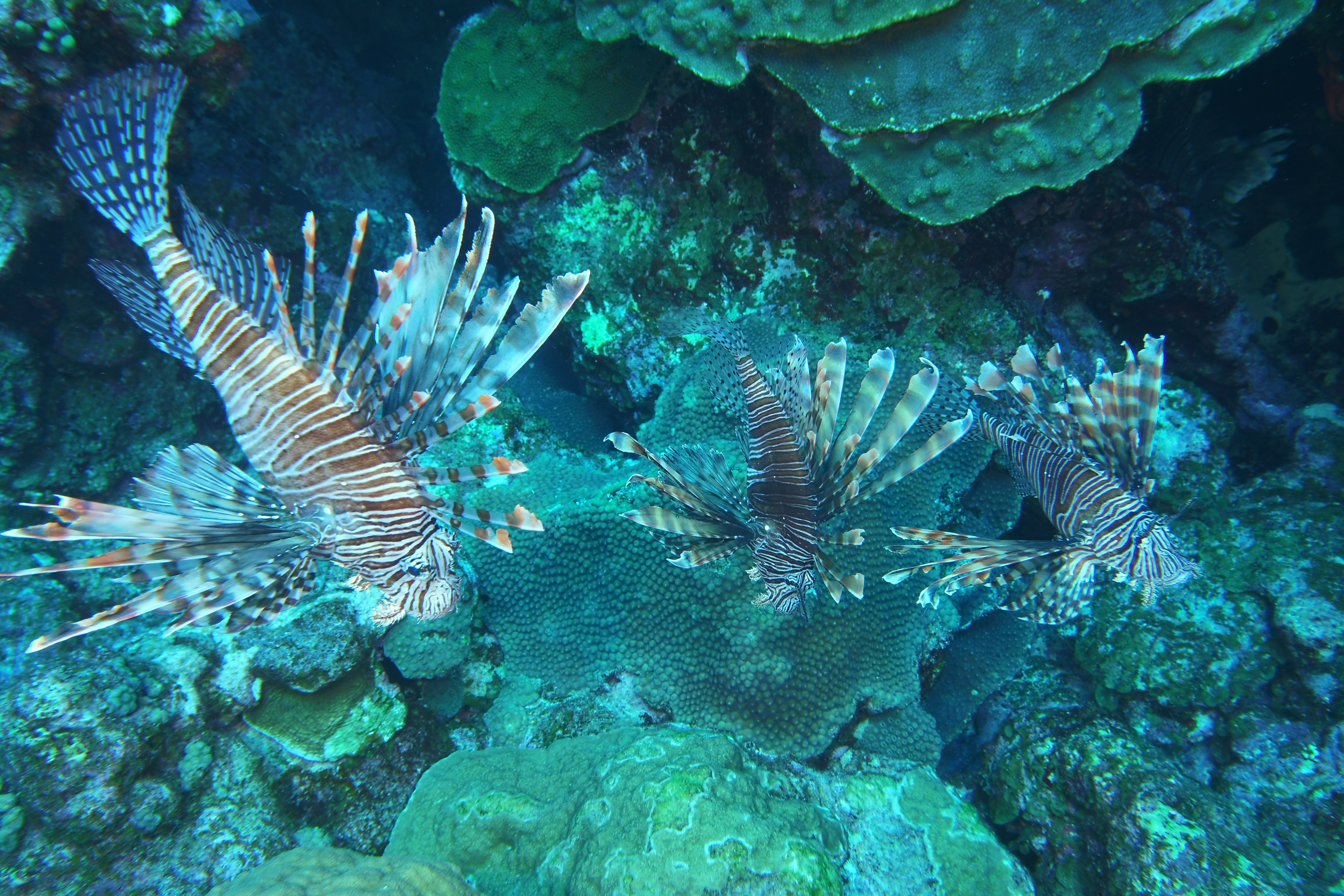 3 lionfish closeup