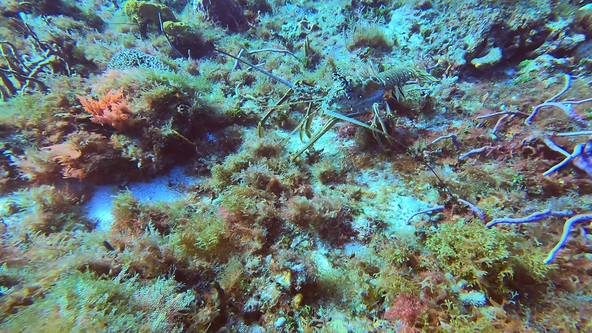 3 - Lobster prowling across reef