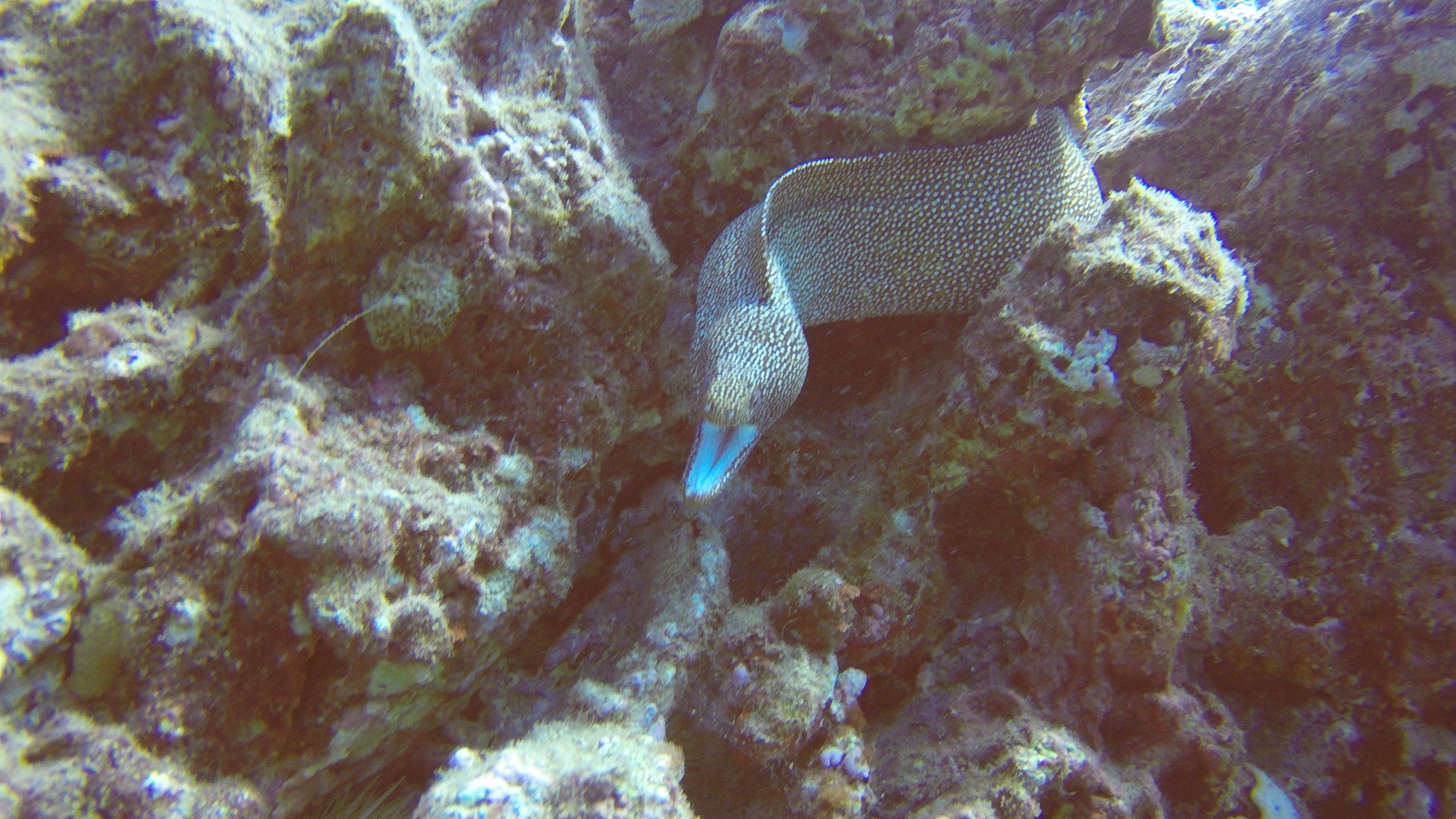 3 Moray Eel