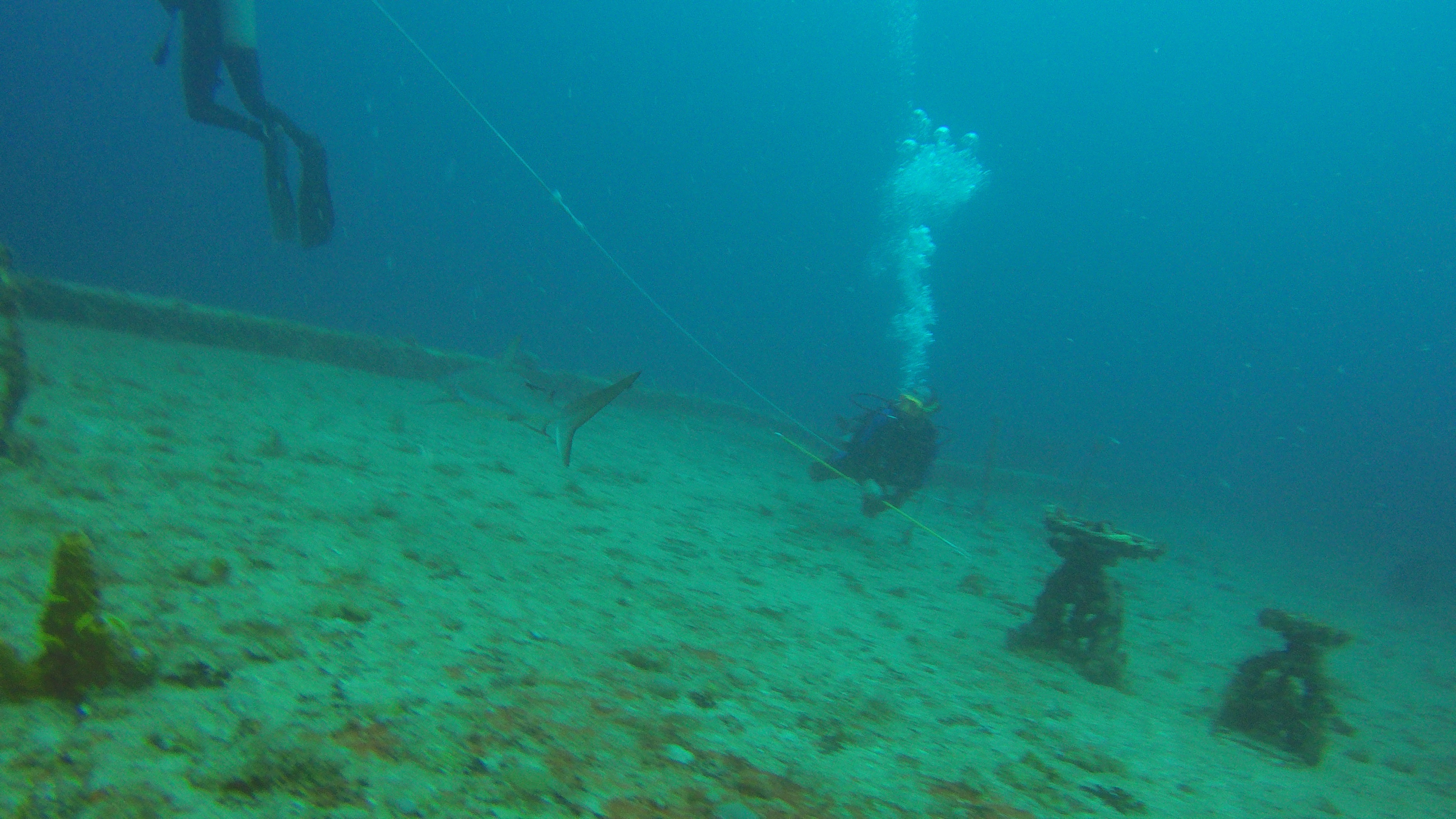 3 - sharks on the WIT Shoal wreck.JPG