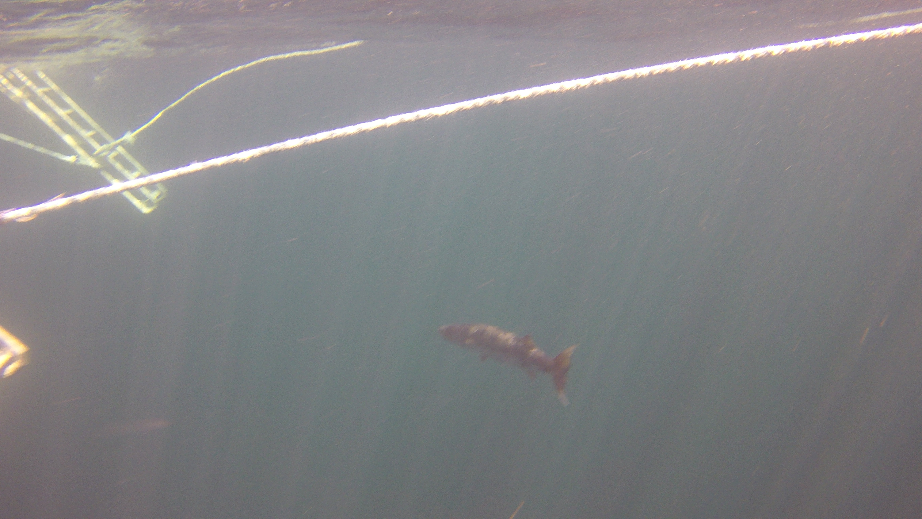 30 - Barracuda on exit.JPG