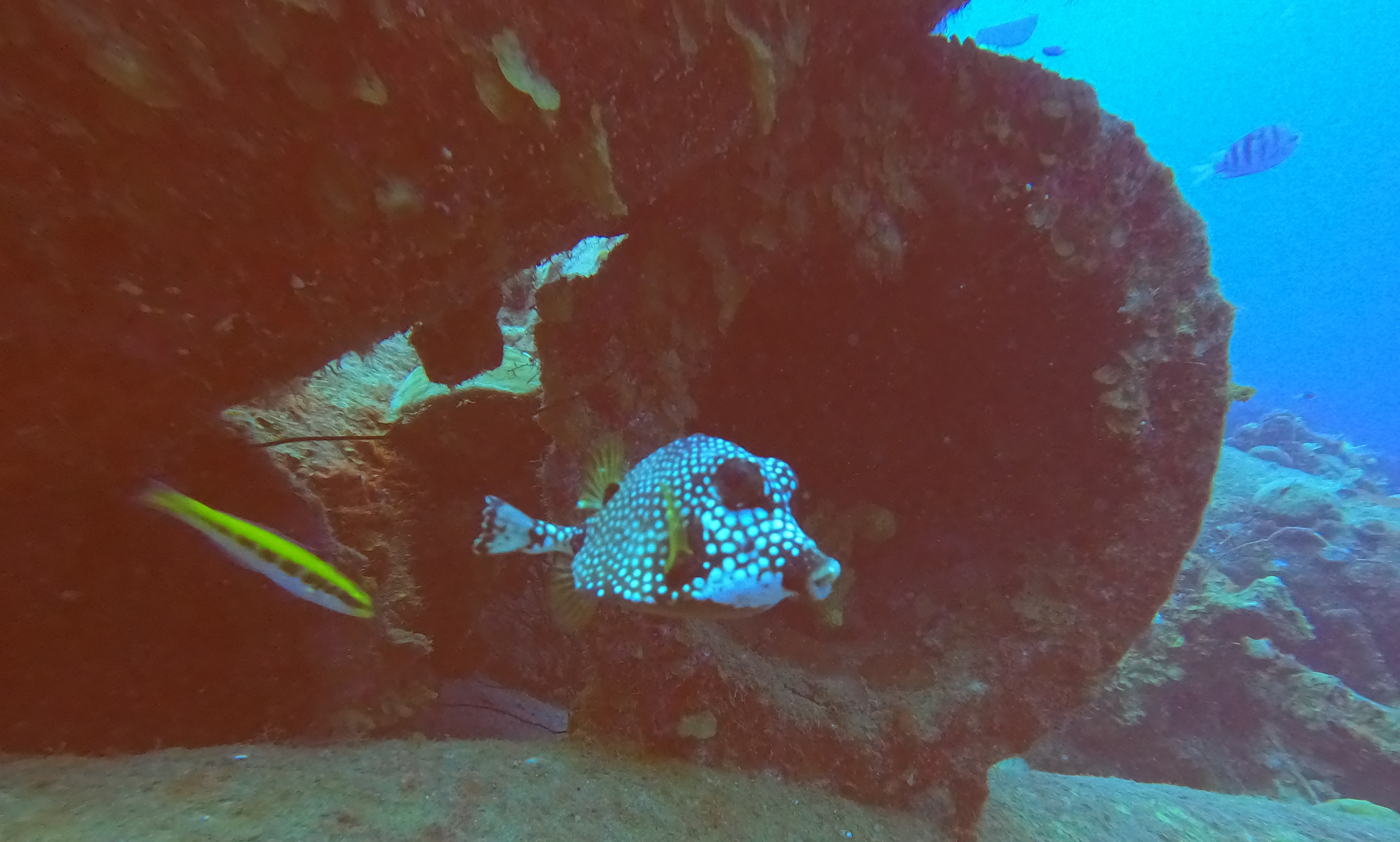 30 - Boxfish living in Car Pile wreckage.JPG