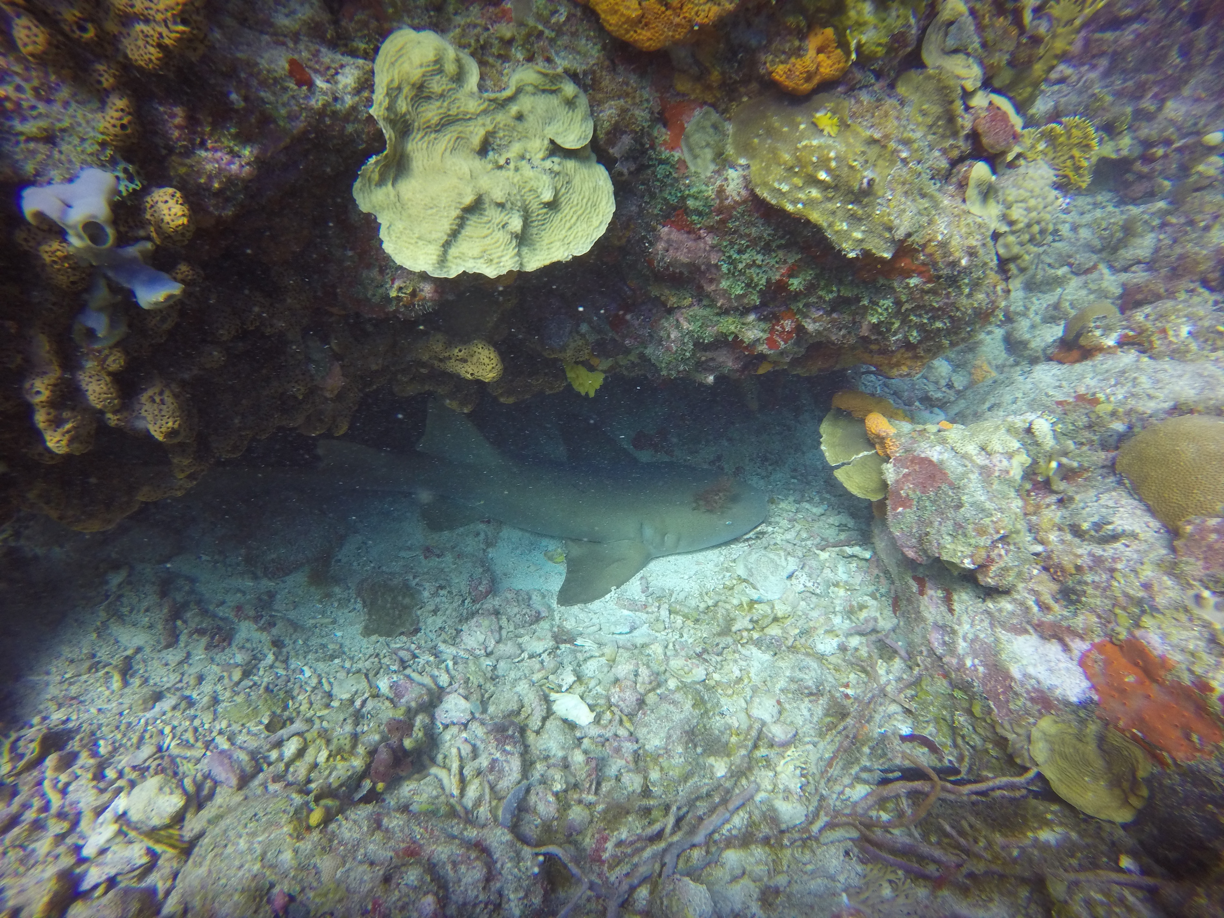 31 - shark on one of the better reefs at USVI.JPG