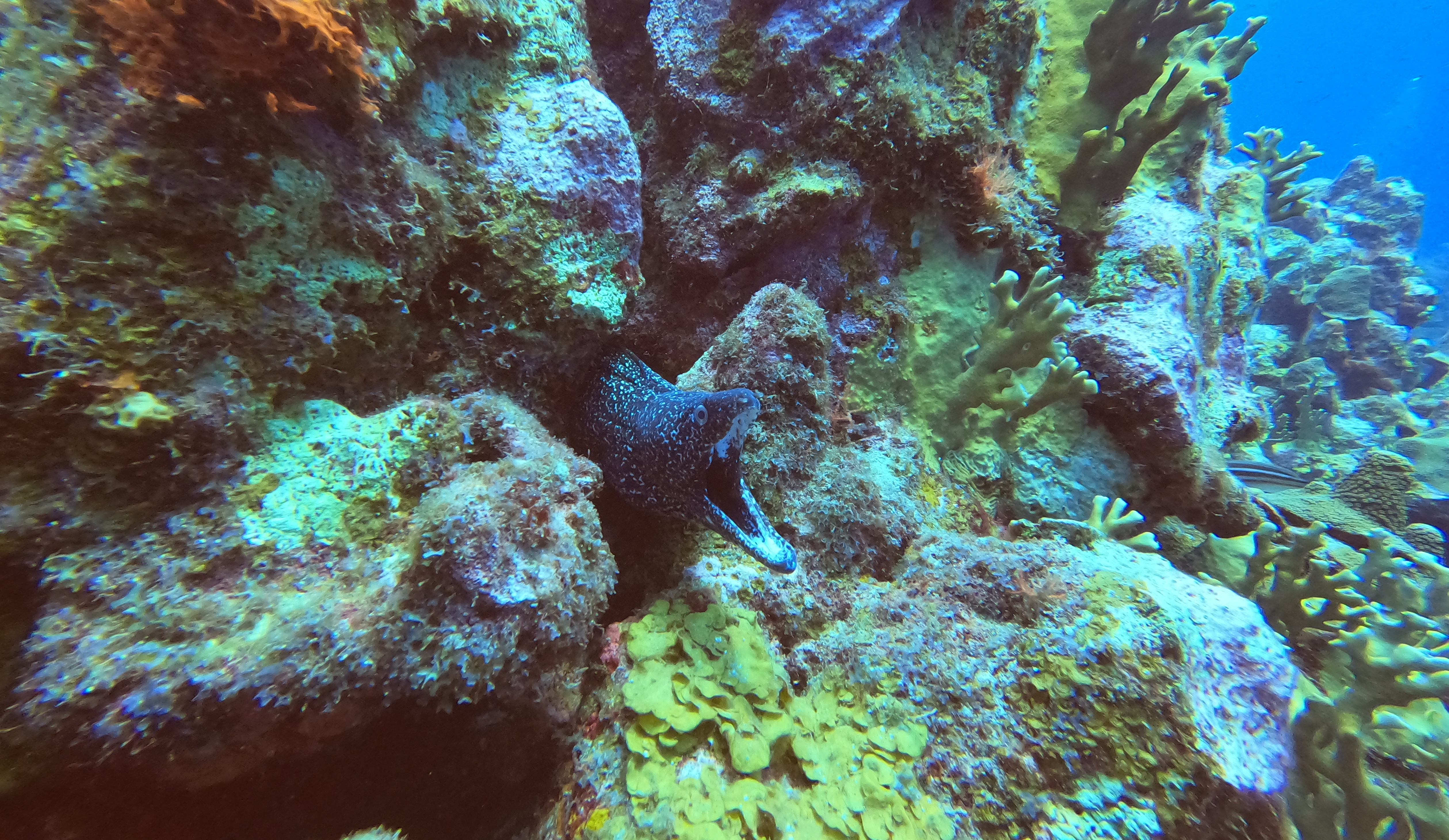 32 - Moray at Watamula.JPG