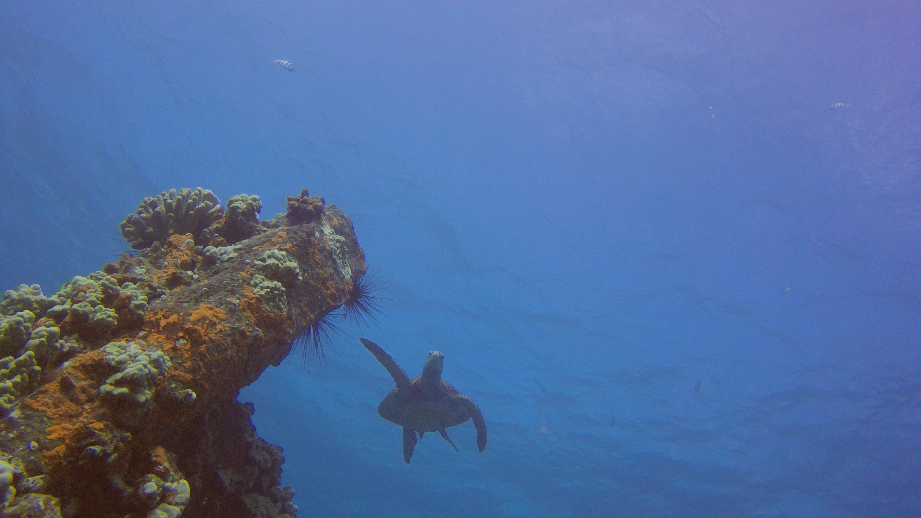 32 Turtle At Mala Pier