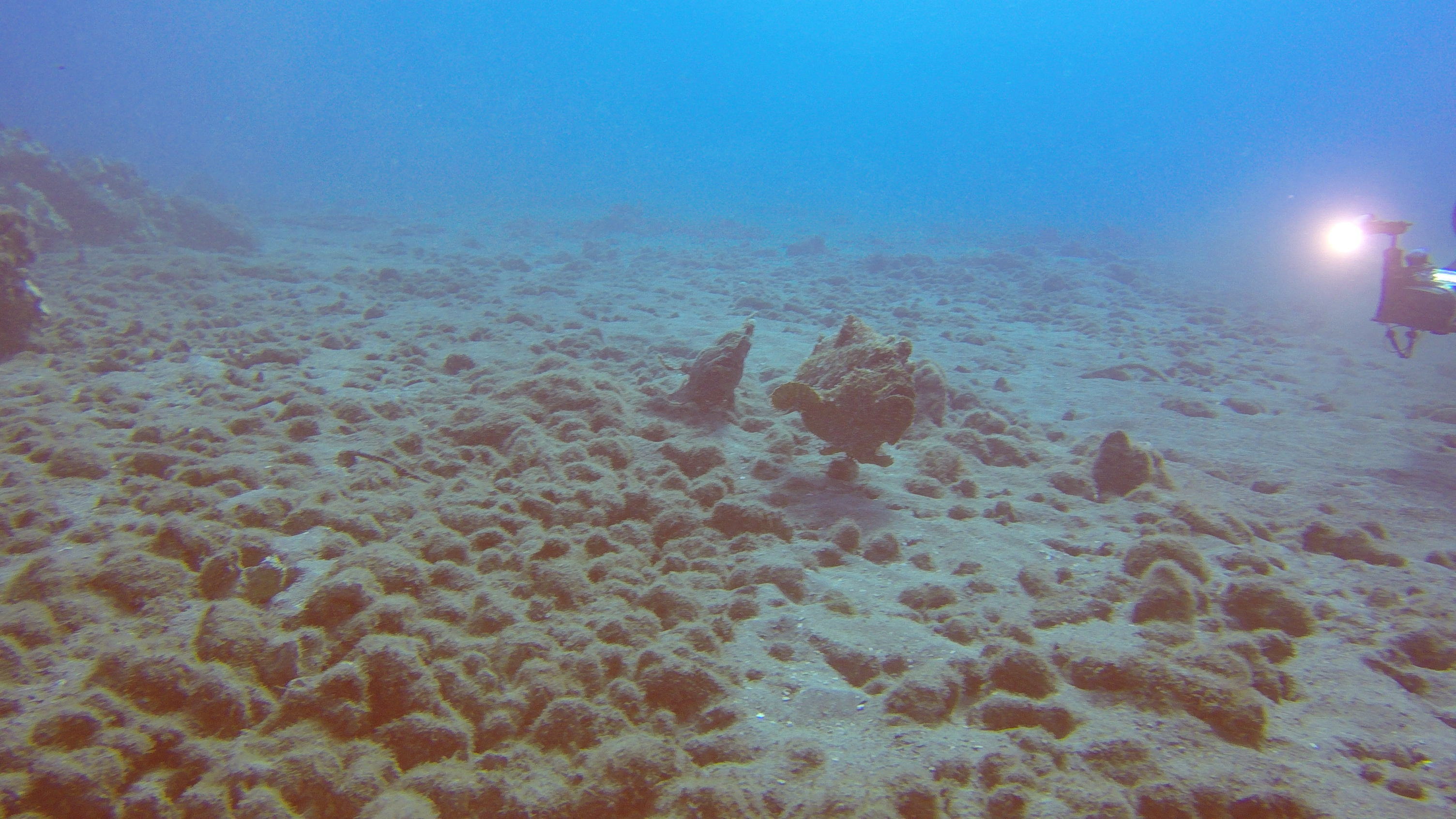 34 Frogfish Red Carpet
