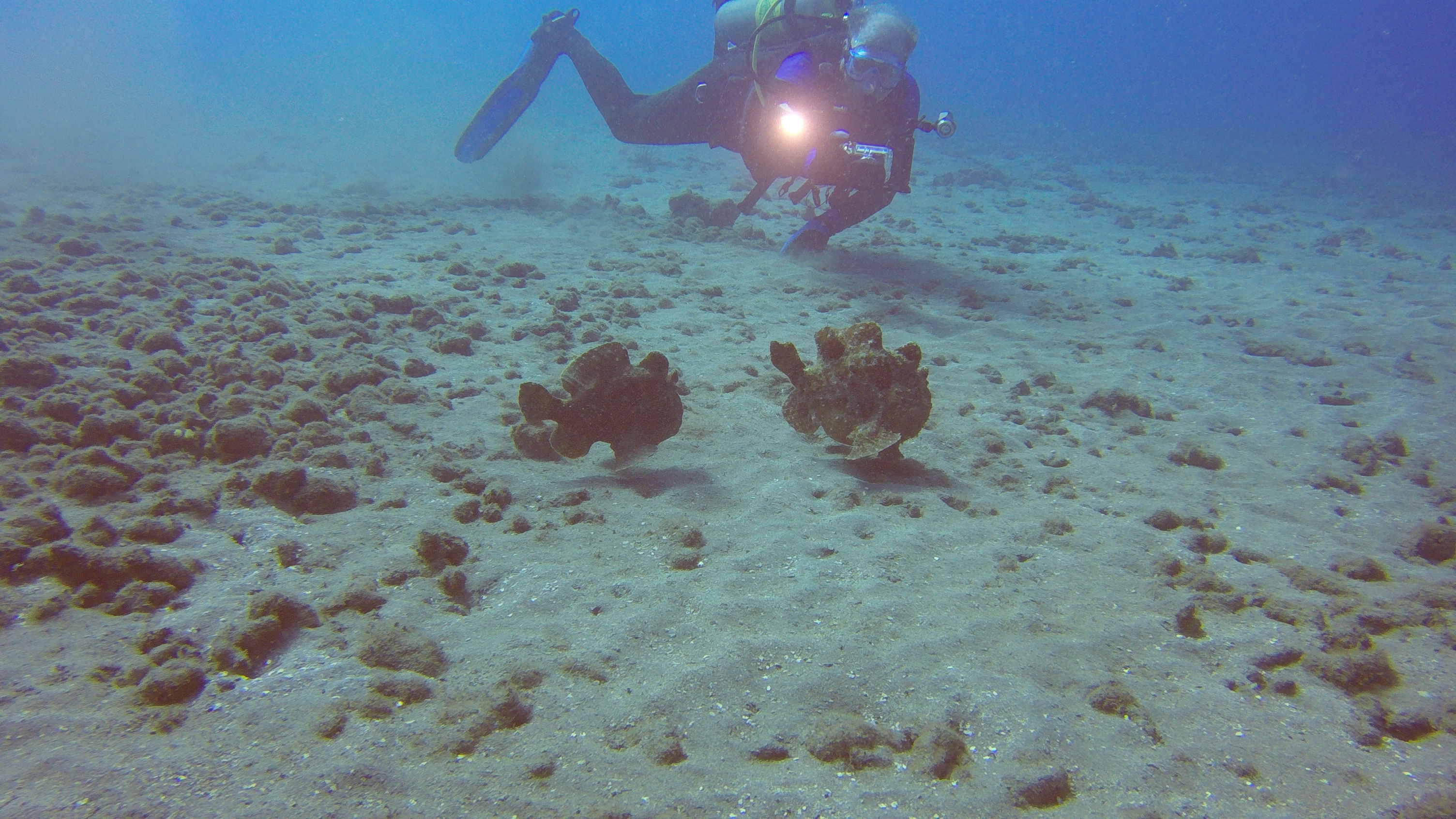 35 Frogfish Red Carpet With K-Jenn Diver